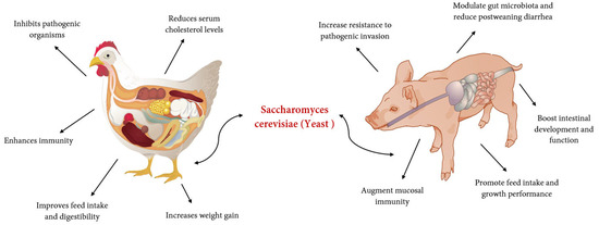 The Efficacy of Yeast Supplementation on Monogastric Animal  Performance-A Short Review