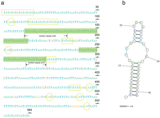 Novel tRNA Gene Rearrangements in the Mitochondrial Genomes of