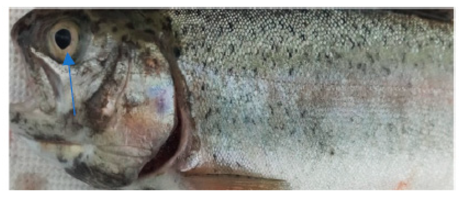 Life 13 02083 g003 Life 13 02083 g003