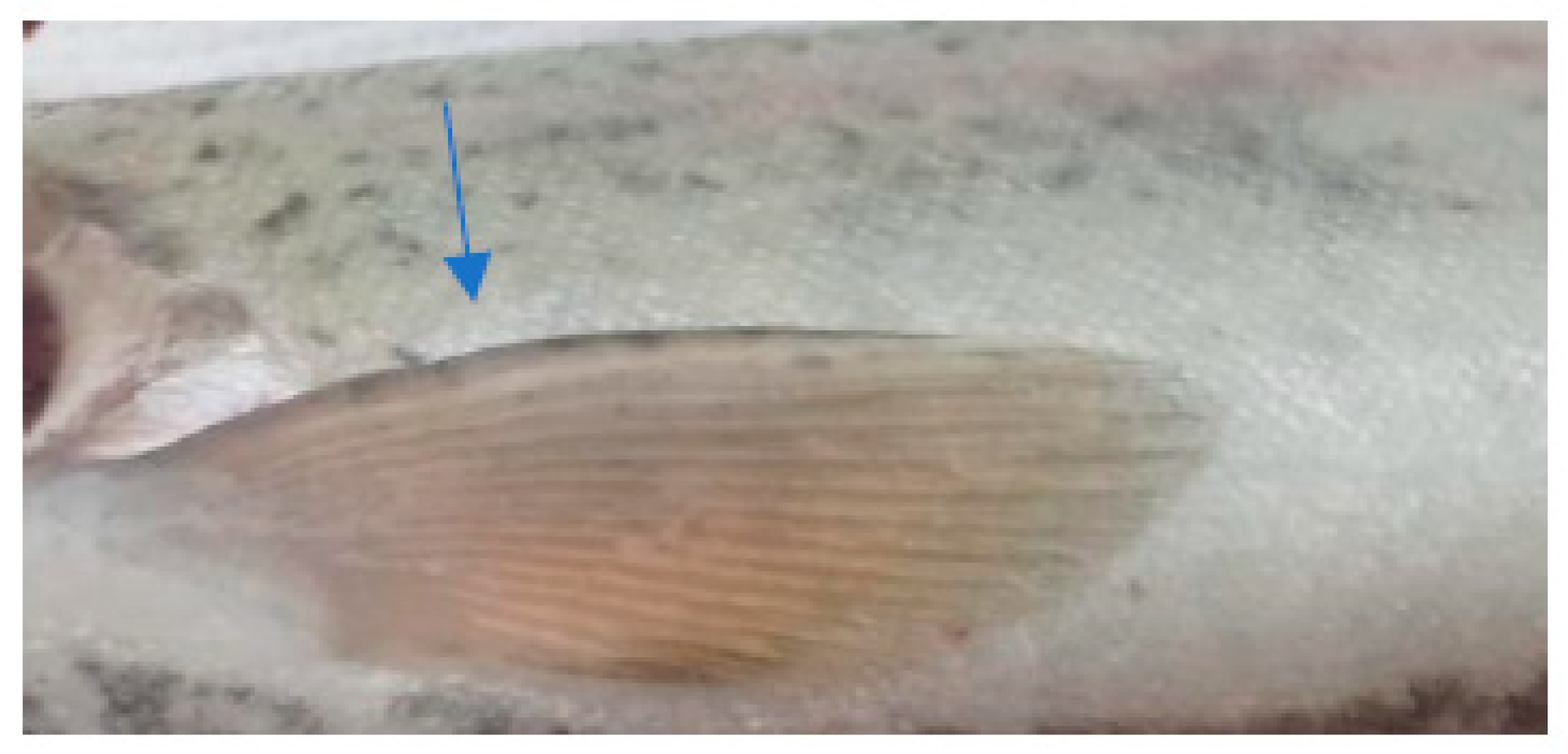 Life 13 02083 g004 Life 13 02083 g004