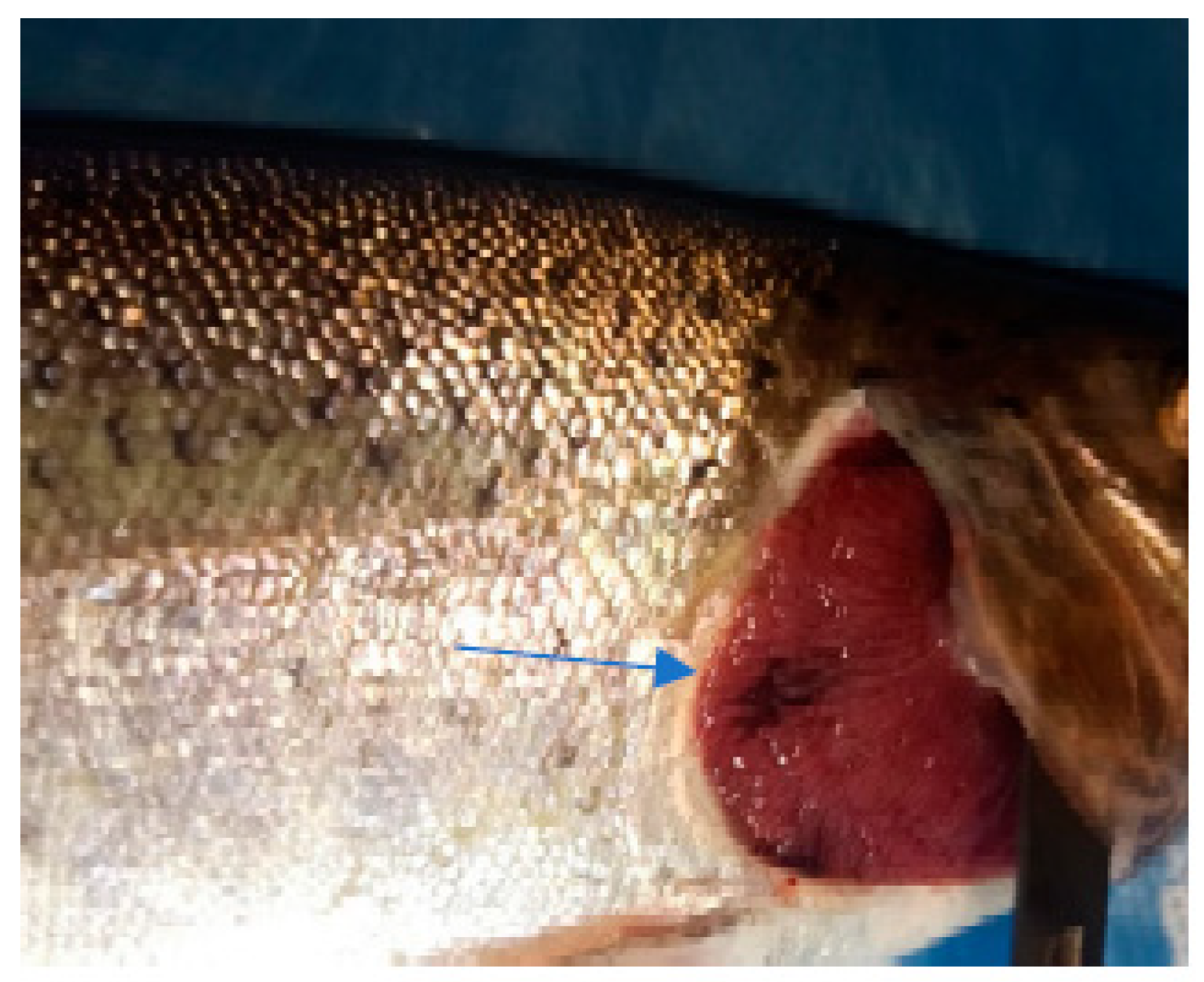 Life 13 02083 g007 Life 13 02083 g007