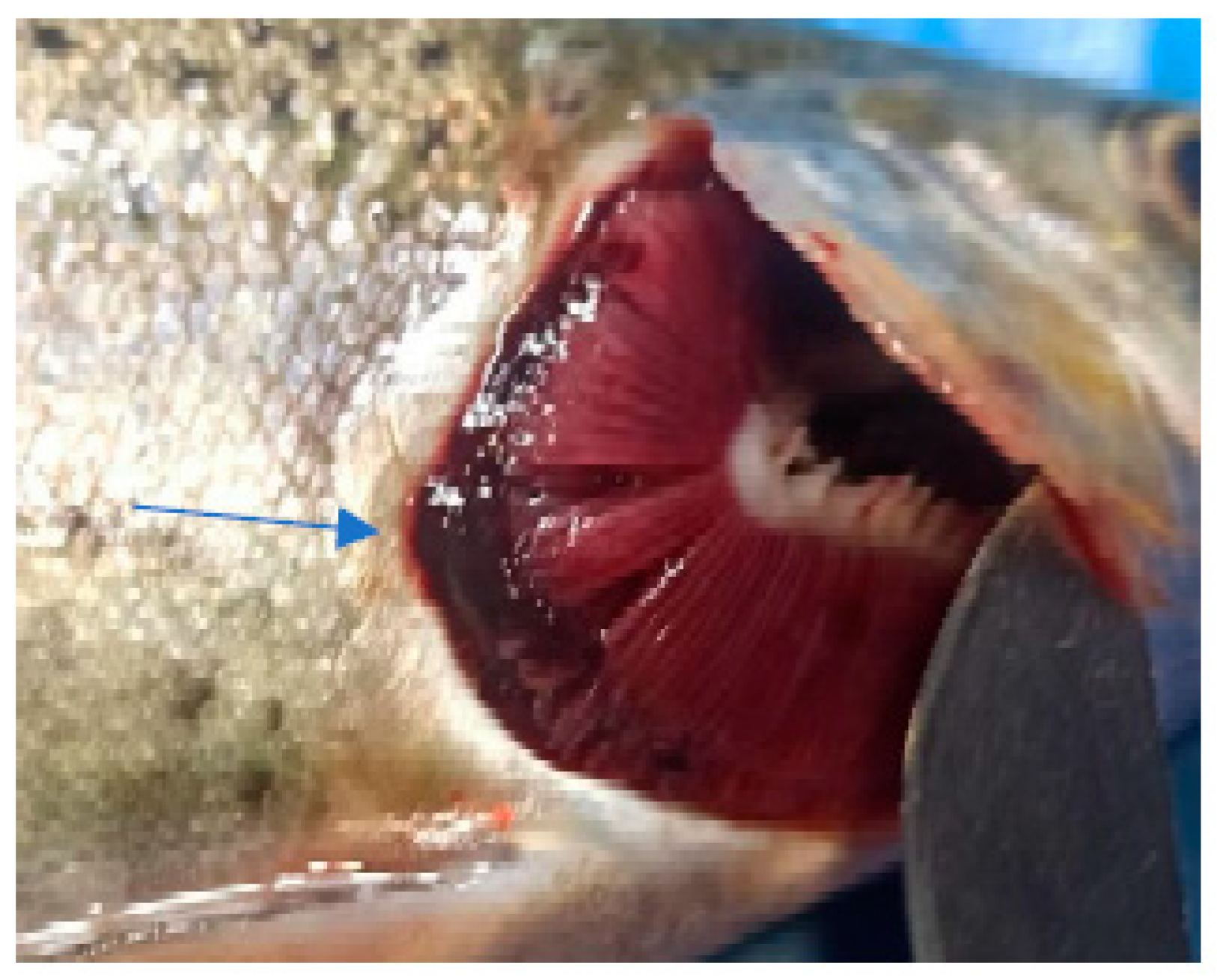 Life 13 02083 g008 Life 13 02083 g008