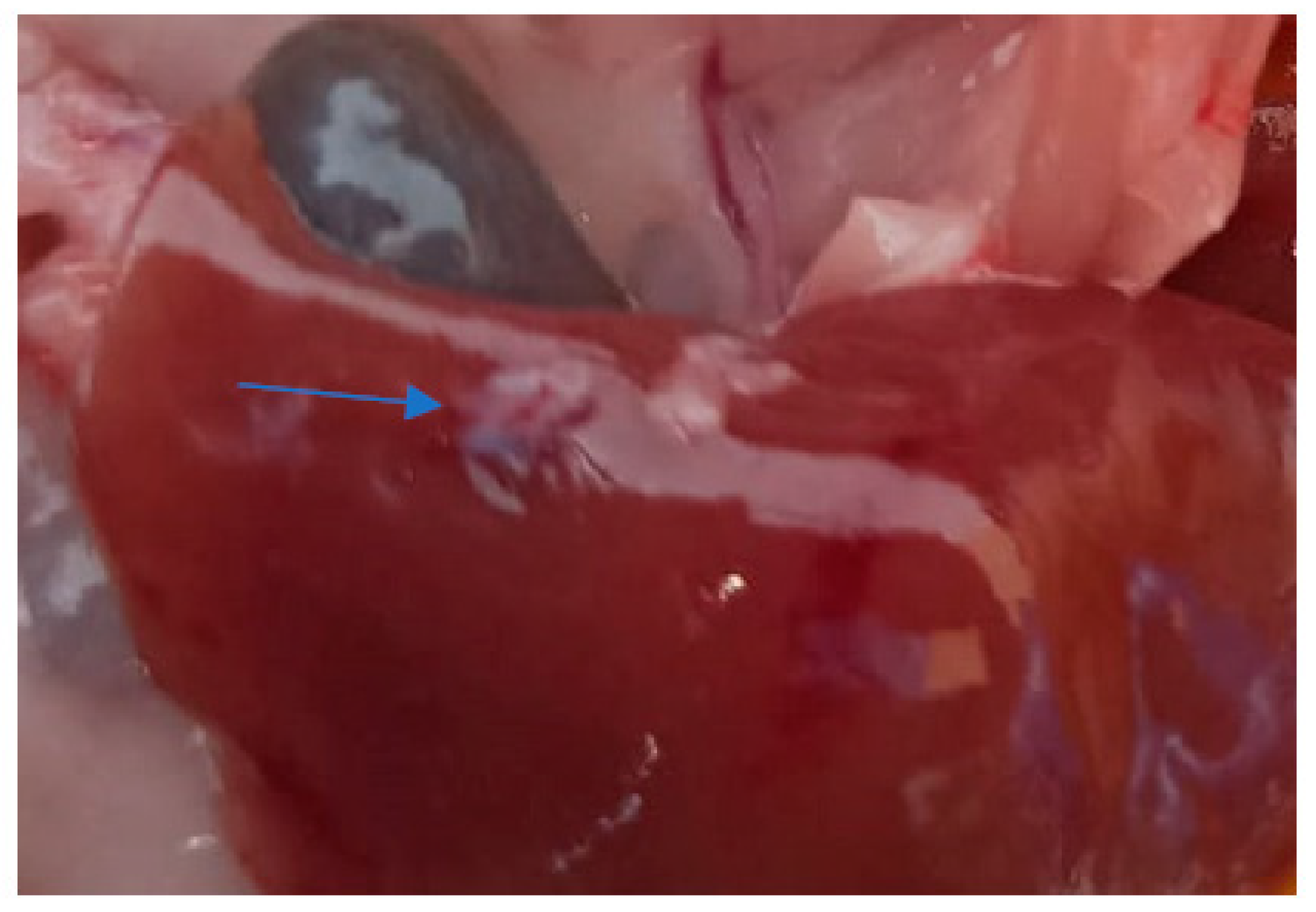 Life 13 02083 g010 Life 13 02083 g010