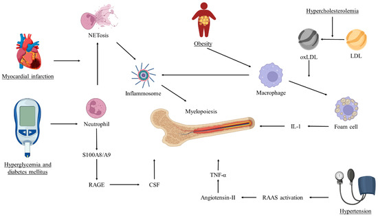 Impact of Immunity on Coronary Artery Disease: An Updated