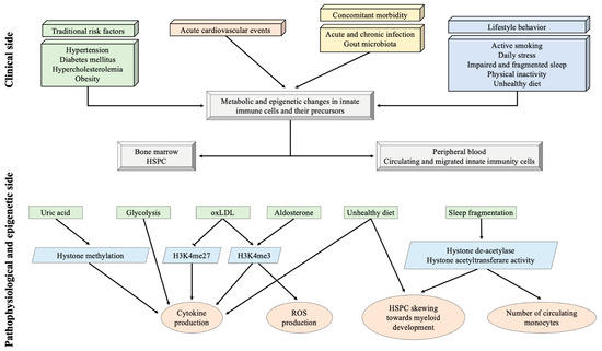 Impact of Immunity on Coronary Artery Disease: An Updated