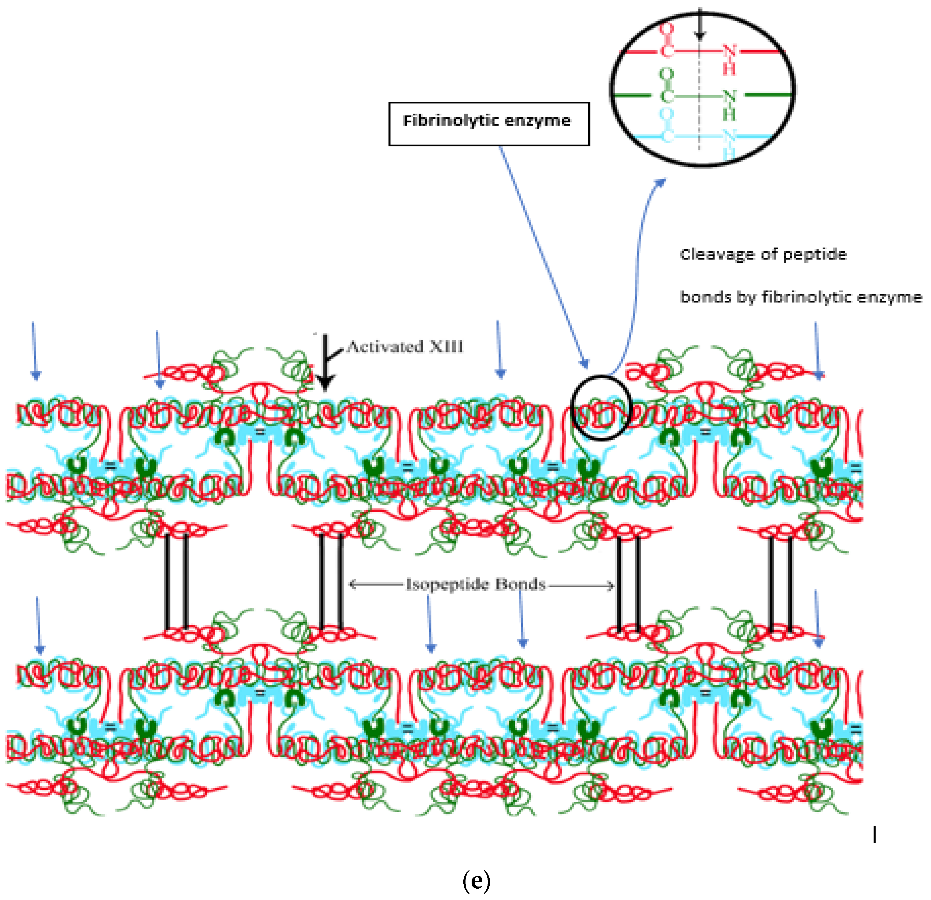 Life 13 02196 g002b Life 13 02196 g002b