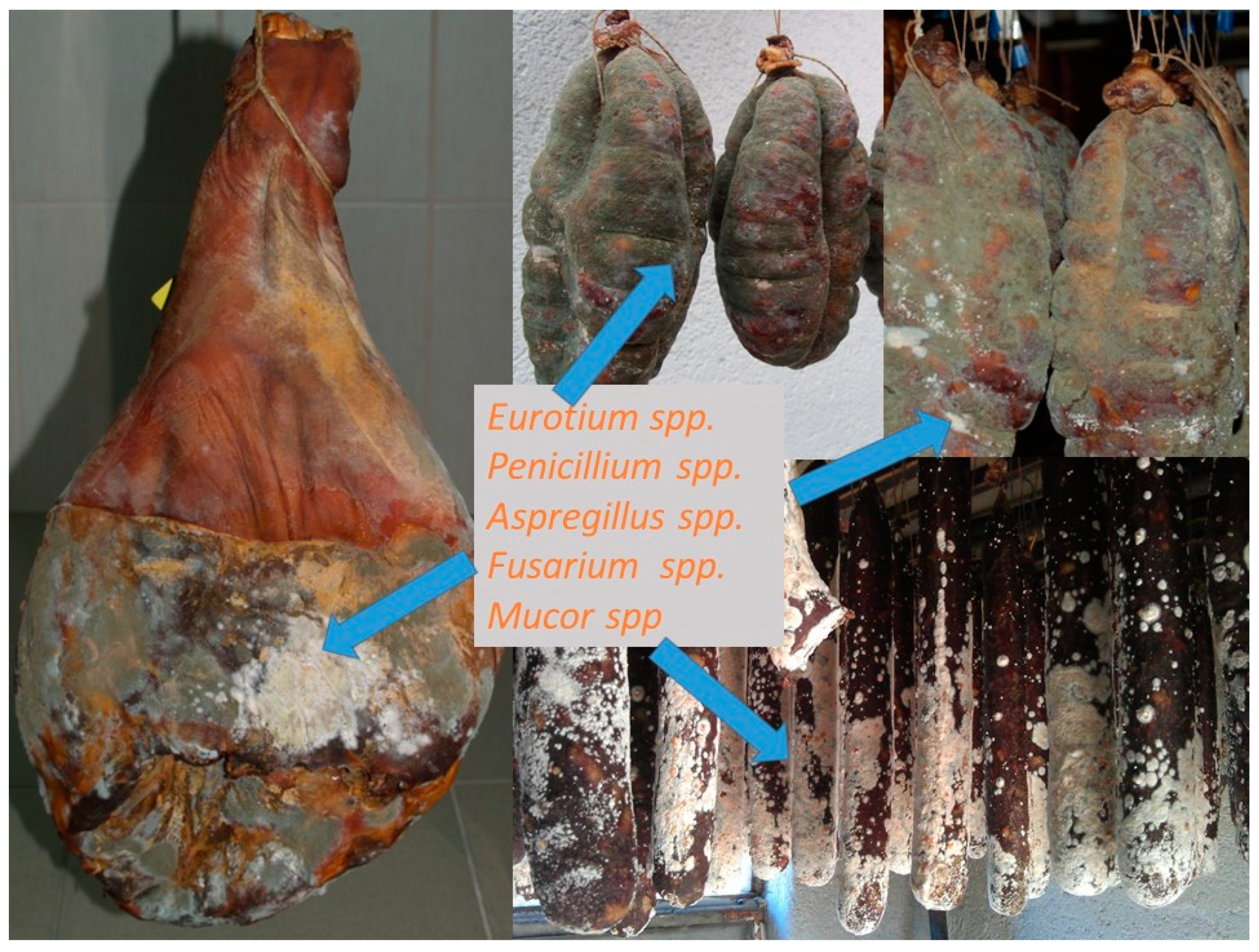 Life 13 02211 g002 Life 13 02211 g002