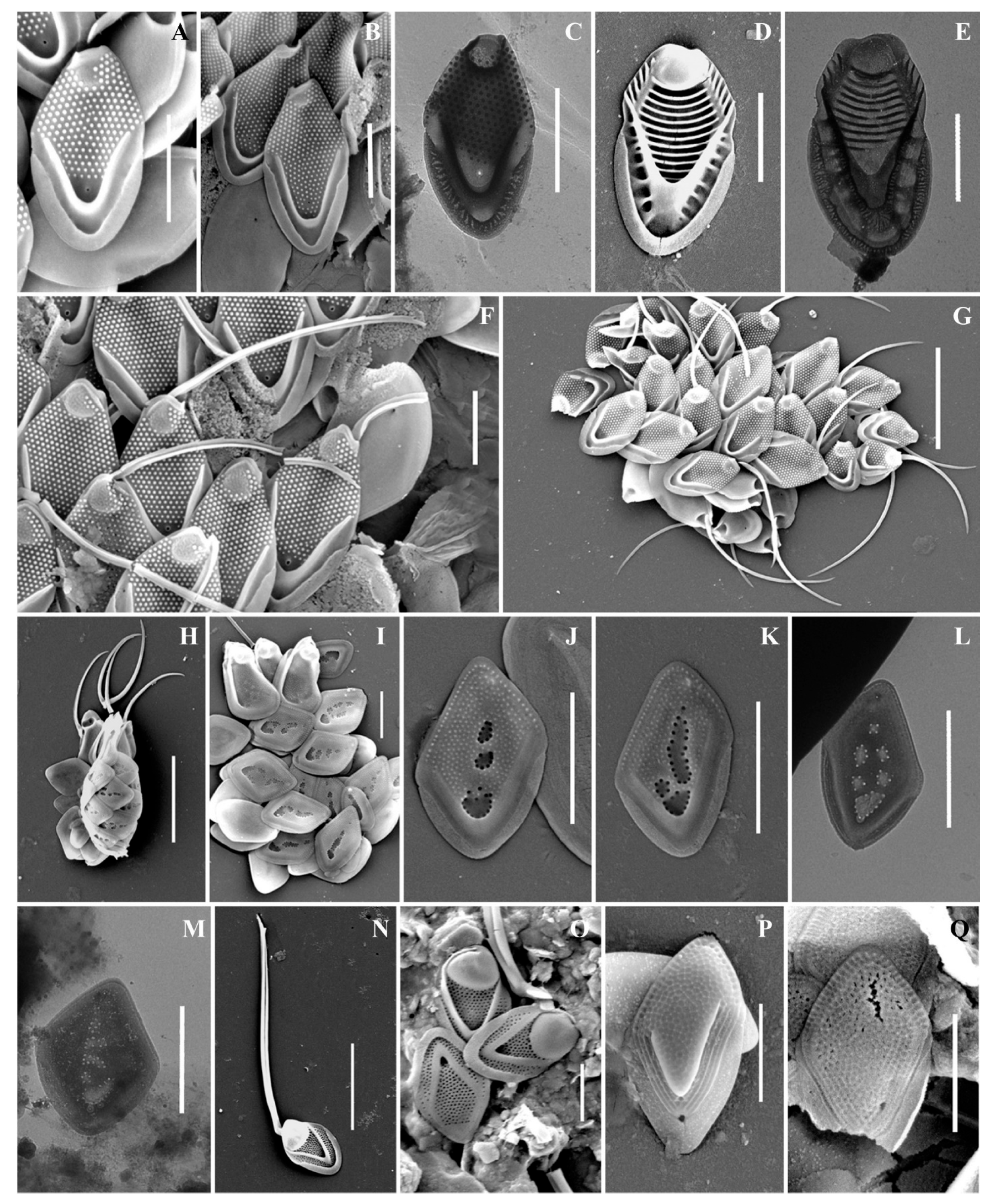 Life 13 02214 g005 Life 13 02214 g005