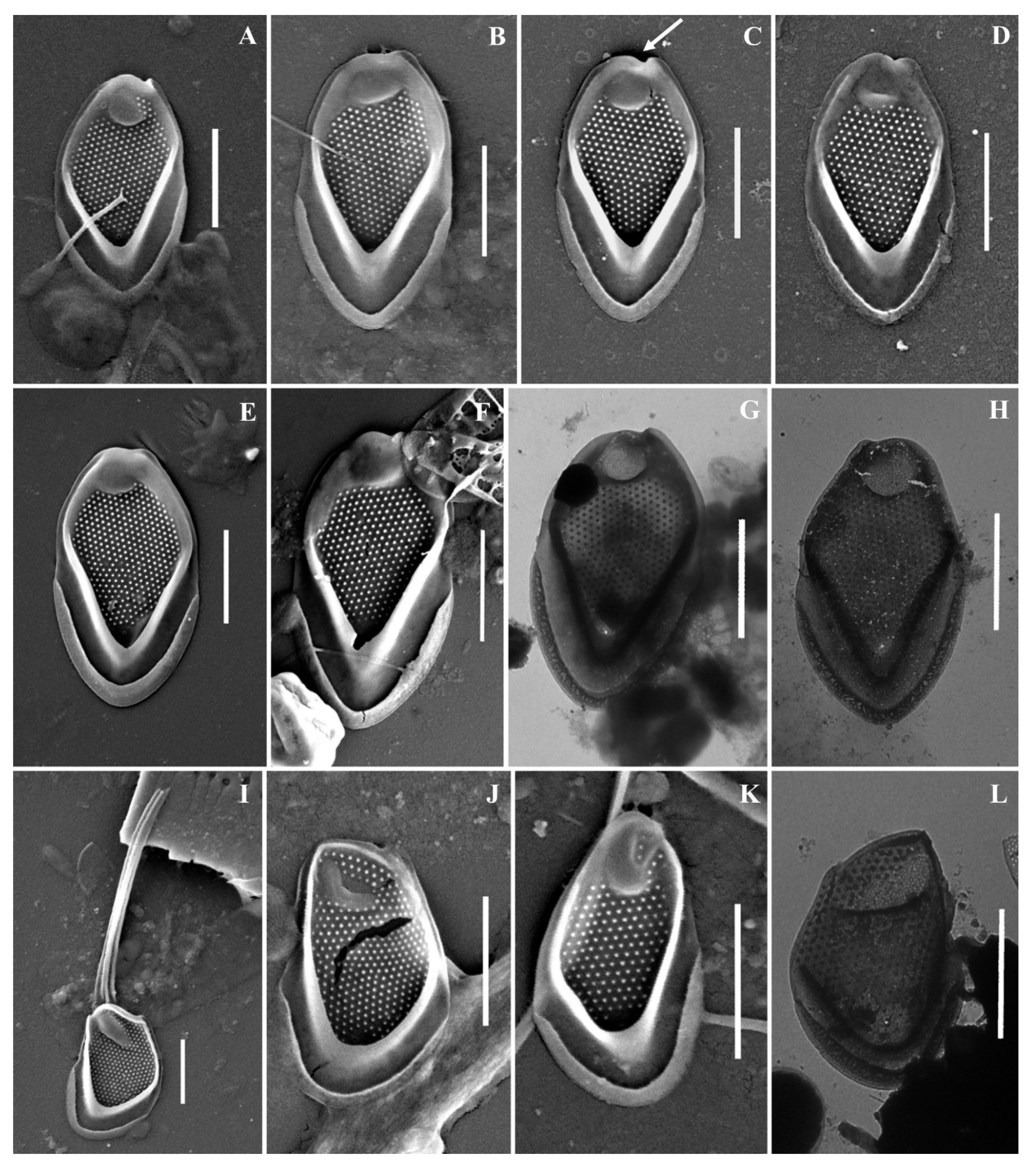 Life 13 02214 g007 Life 13 02214 g007