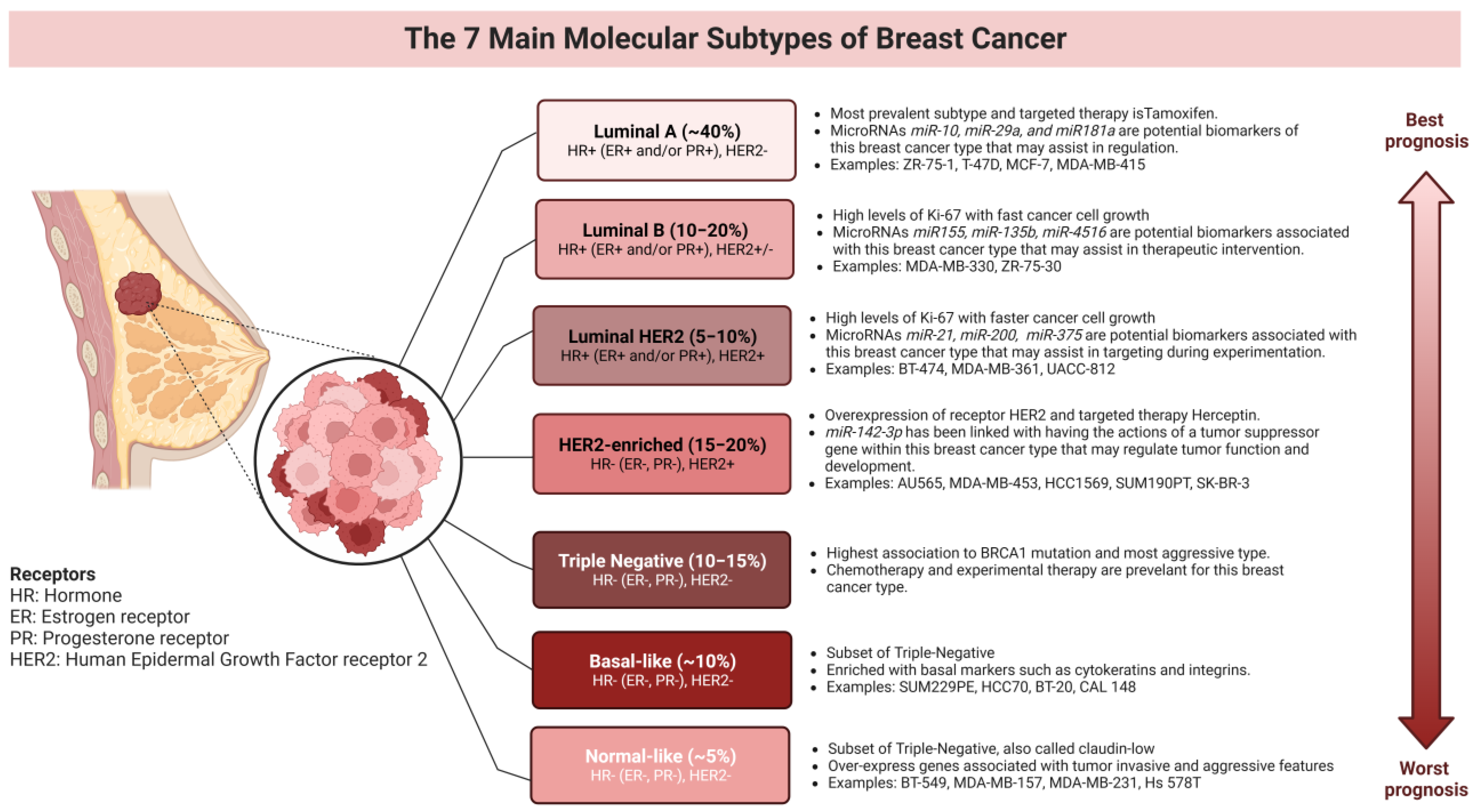 Breast Shape 101: Exploring the Seven Most Common Types