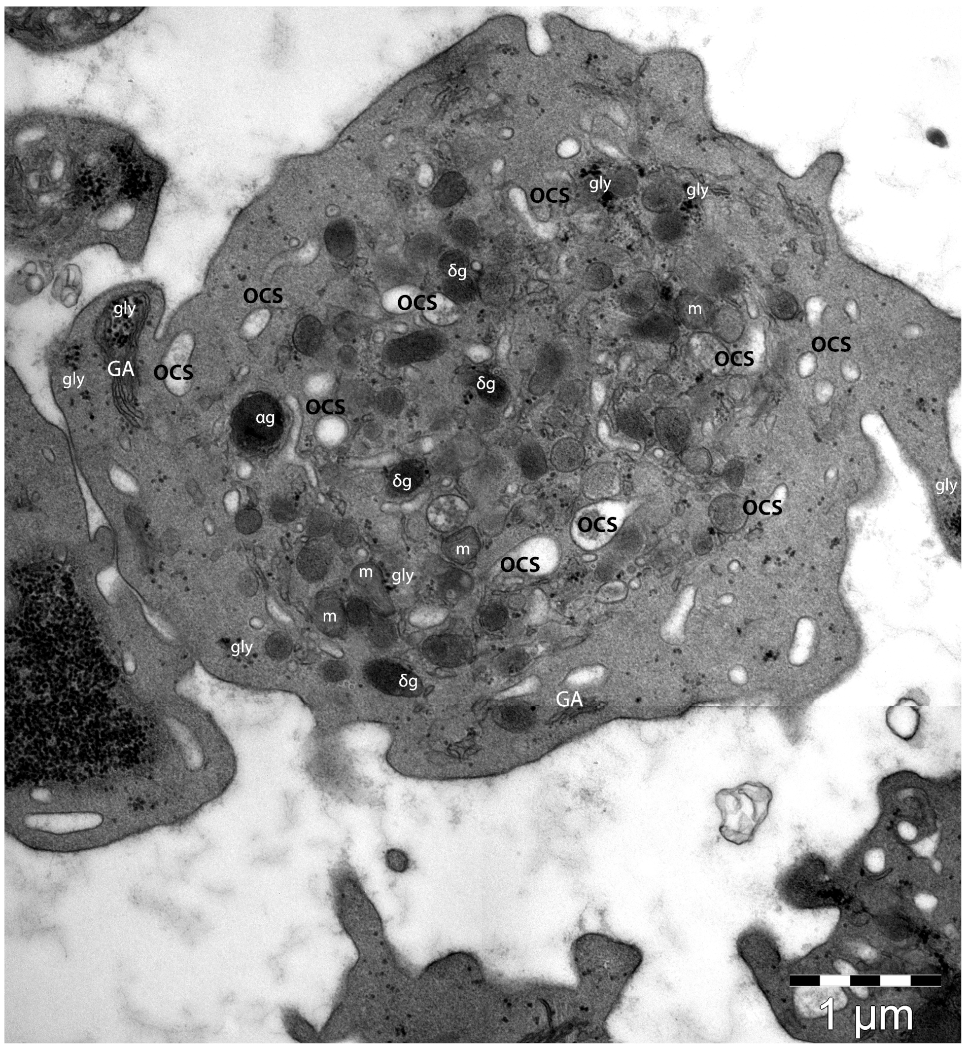 Life 14 00040 g002 Life 14 00040 g002