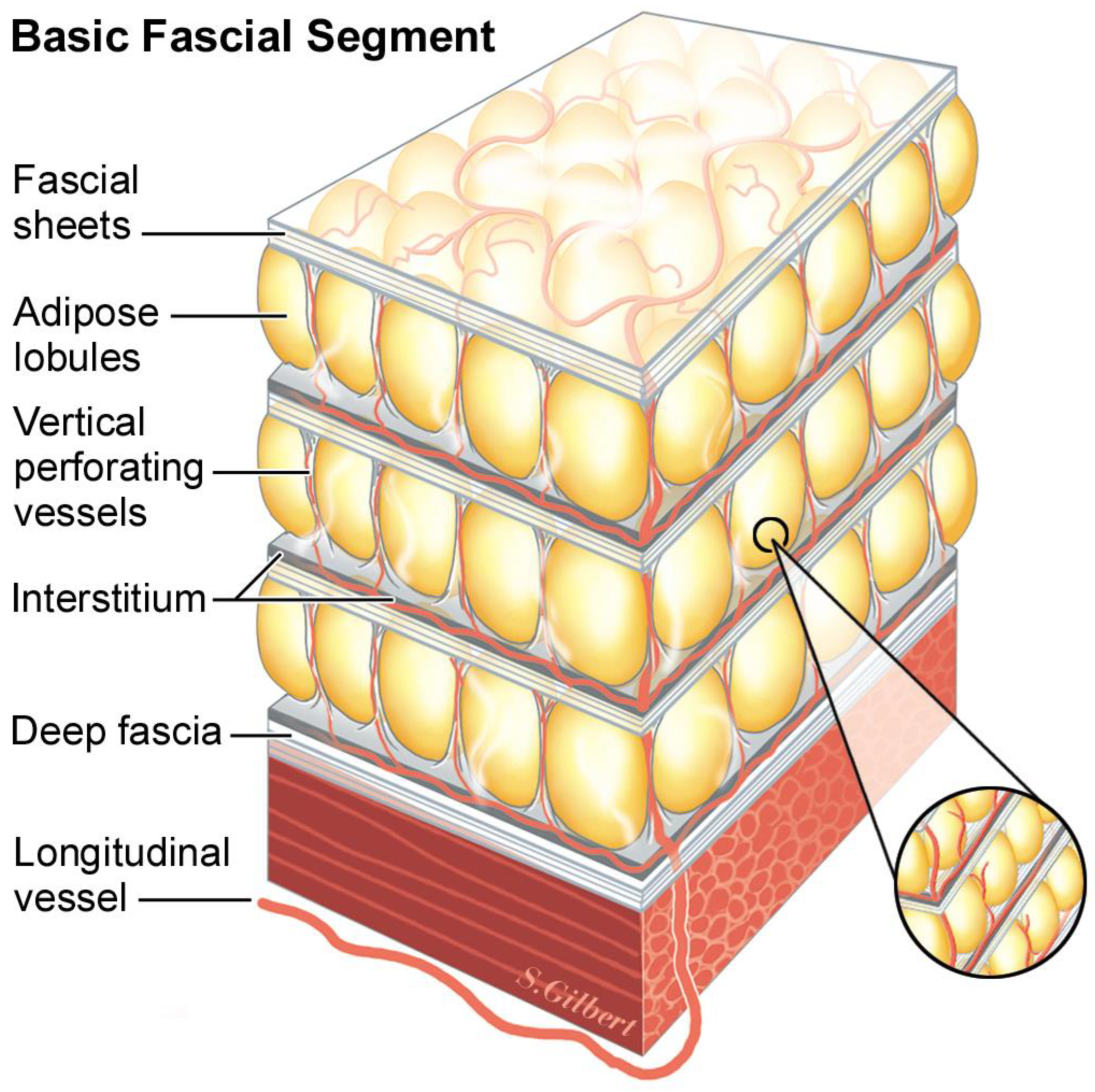 Functional Atlas of the Human Fascial System: 9780702044304: Medicine &  Health Science Books @ Amazon.com