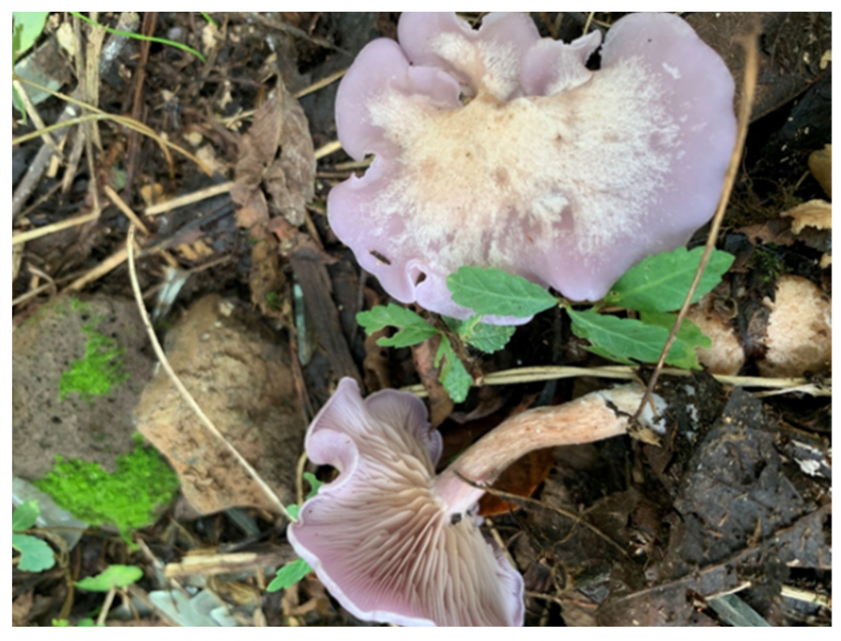 Life 14 00101 g001 Life 14 00101 g001