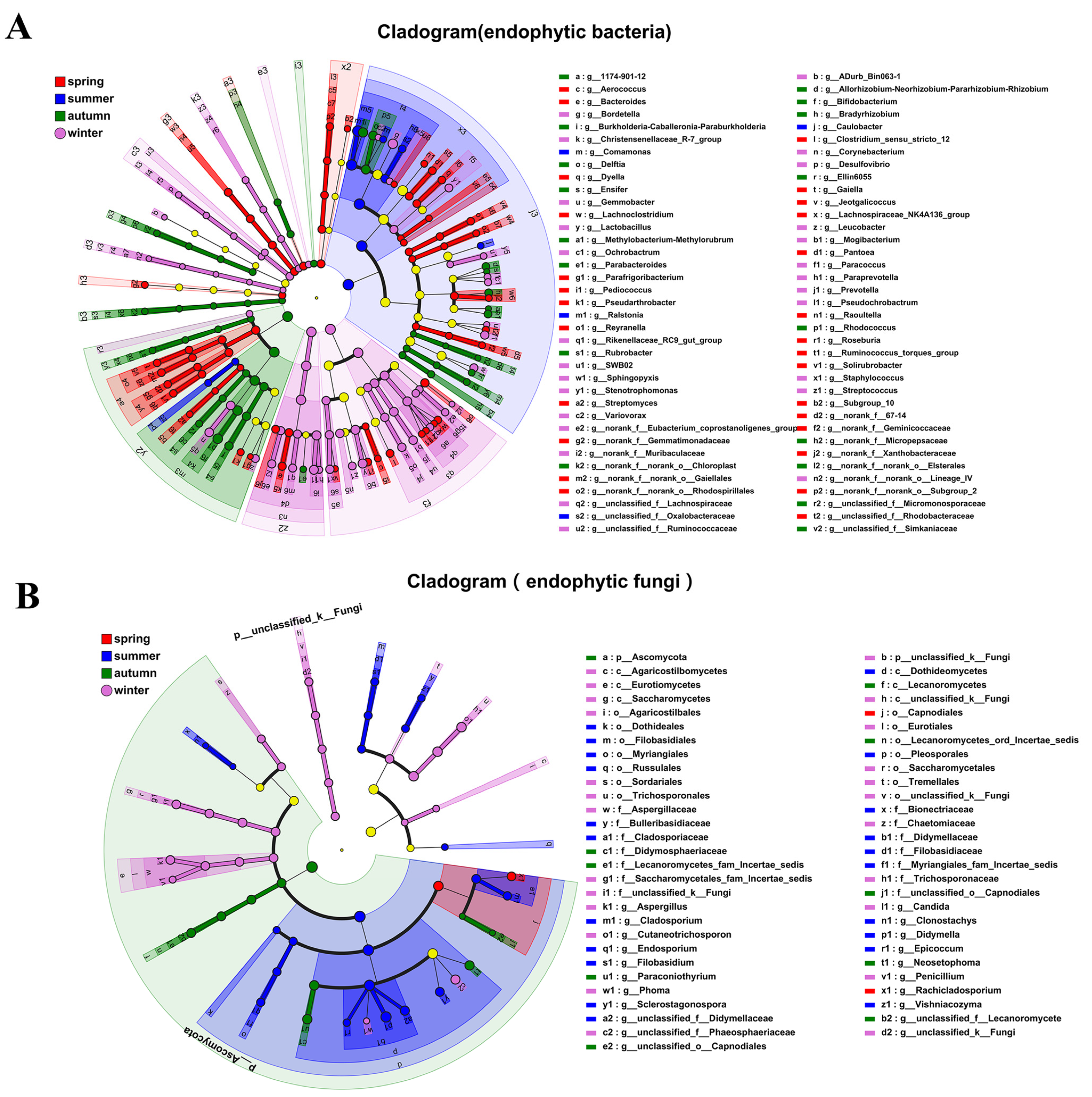 Diversity of Endophytes of Actinidia arguta in Different Seasons