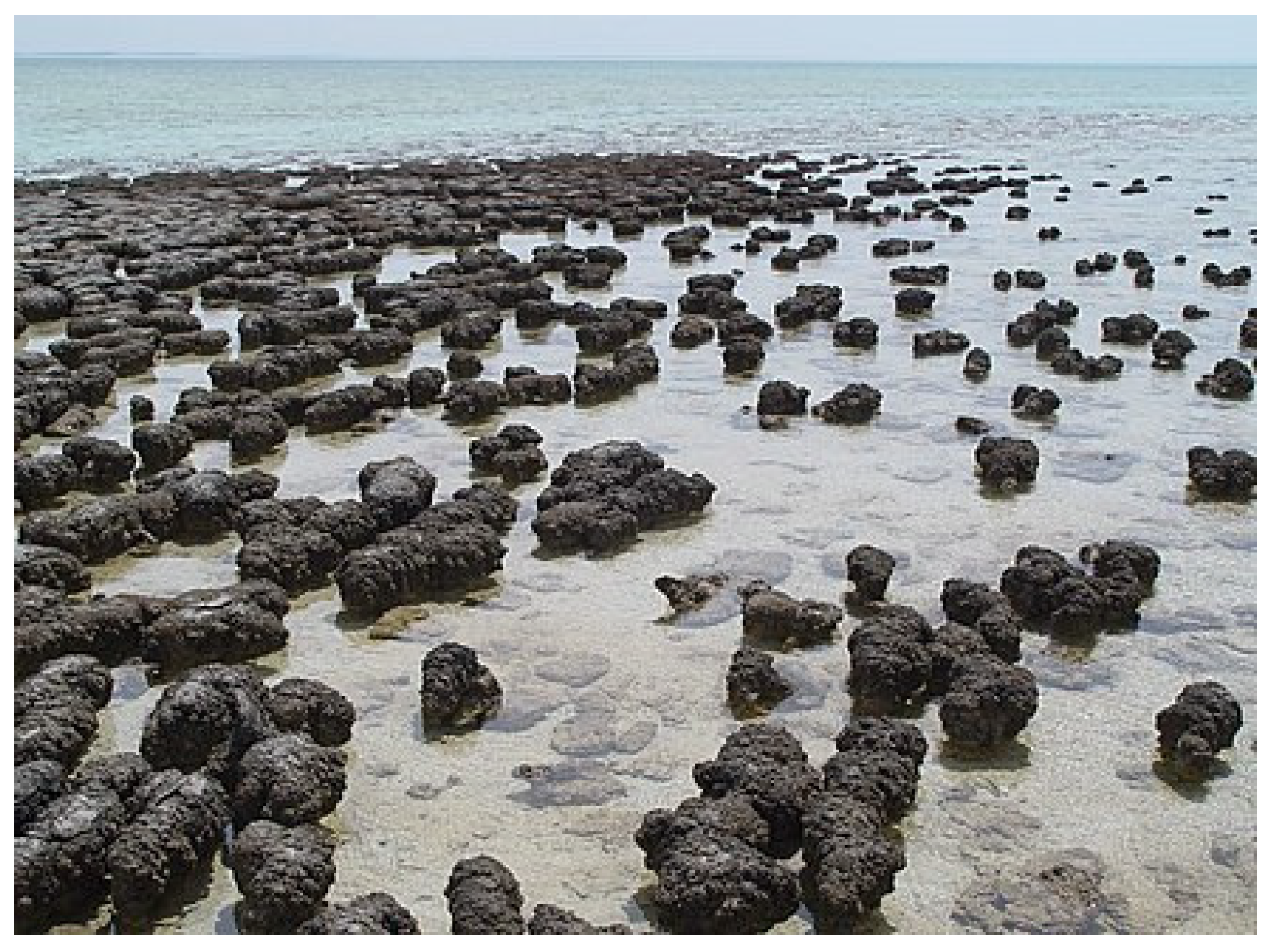 Life 14 00226 g003 Life 14 00226 g003