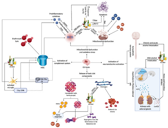 Influence of Alcohol on Intracerebral Hemorrhage: From Oxidative Stress ...