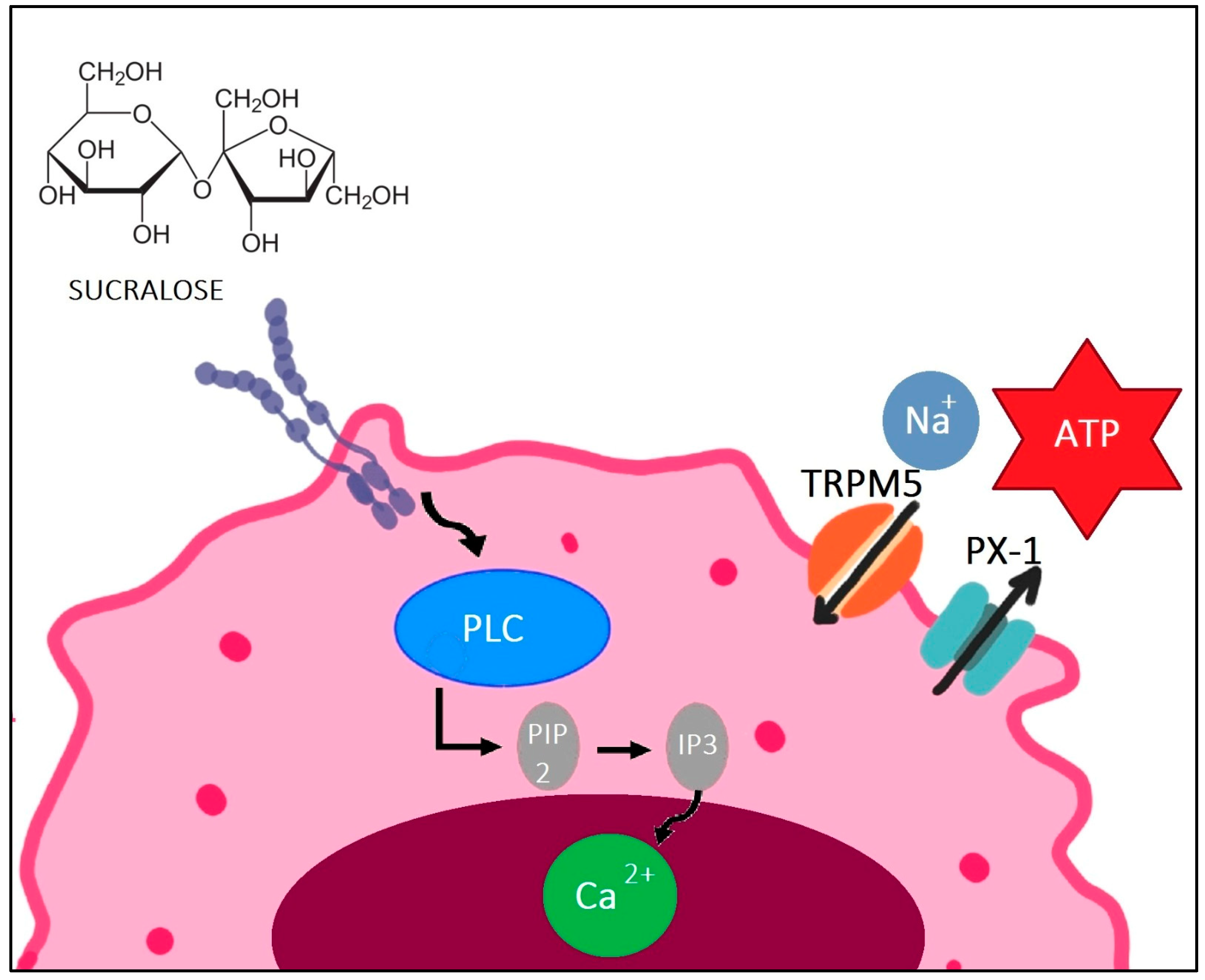 Sucralose: From Sweet Success to Metabolic Controversies ...
