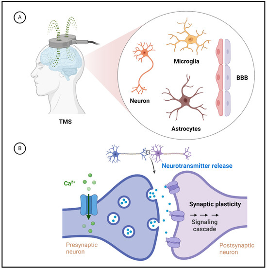 The Use of Transcranial Magnetic Stimulation in Attention 