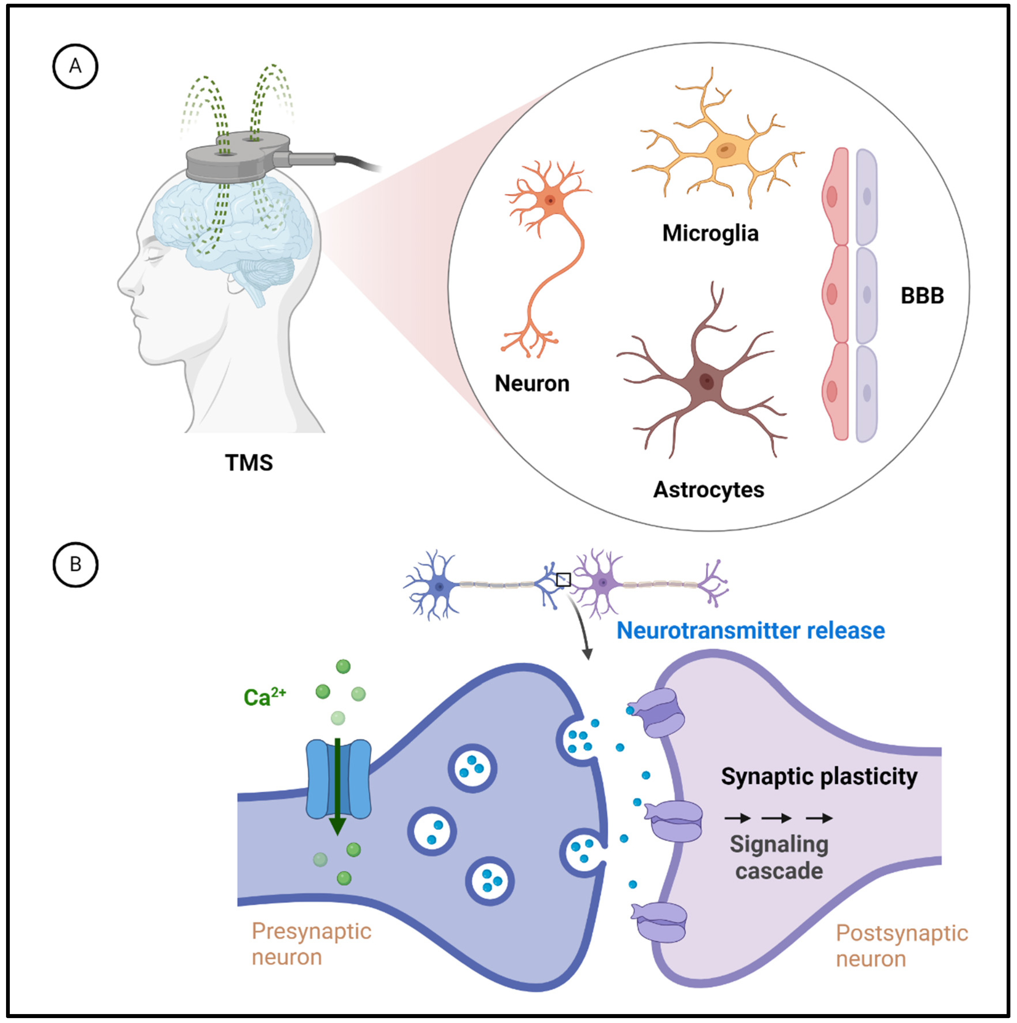 The Use of Transcranial Magnetic Stimulation in Attention 
