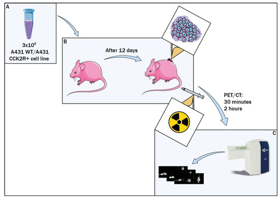 洋書 The Mouse in Biomedical Research 3 The Mouse in Biomedical Research | ScienceDirect