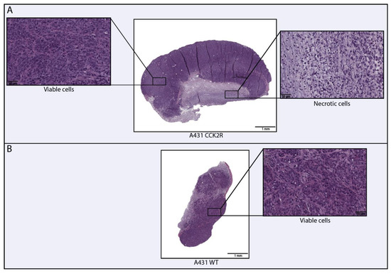 洋書 The Mouse in Biomedical Research 3 The Mouse in Biomedical Research, Volume 3, Second Edition