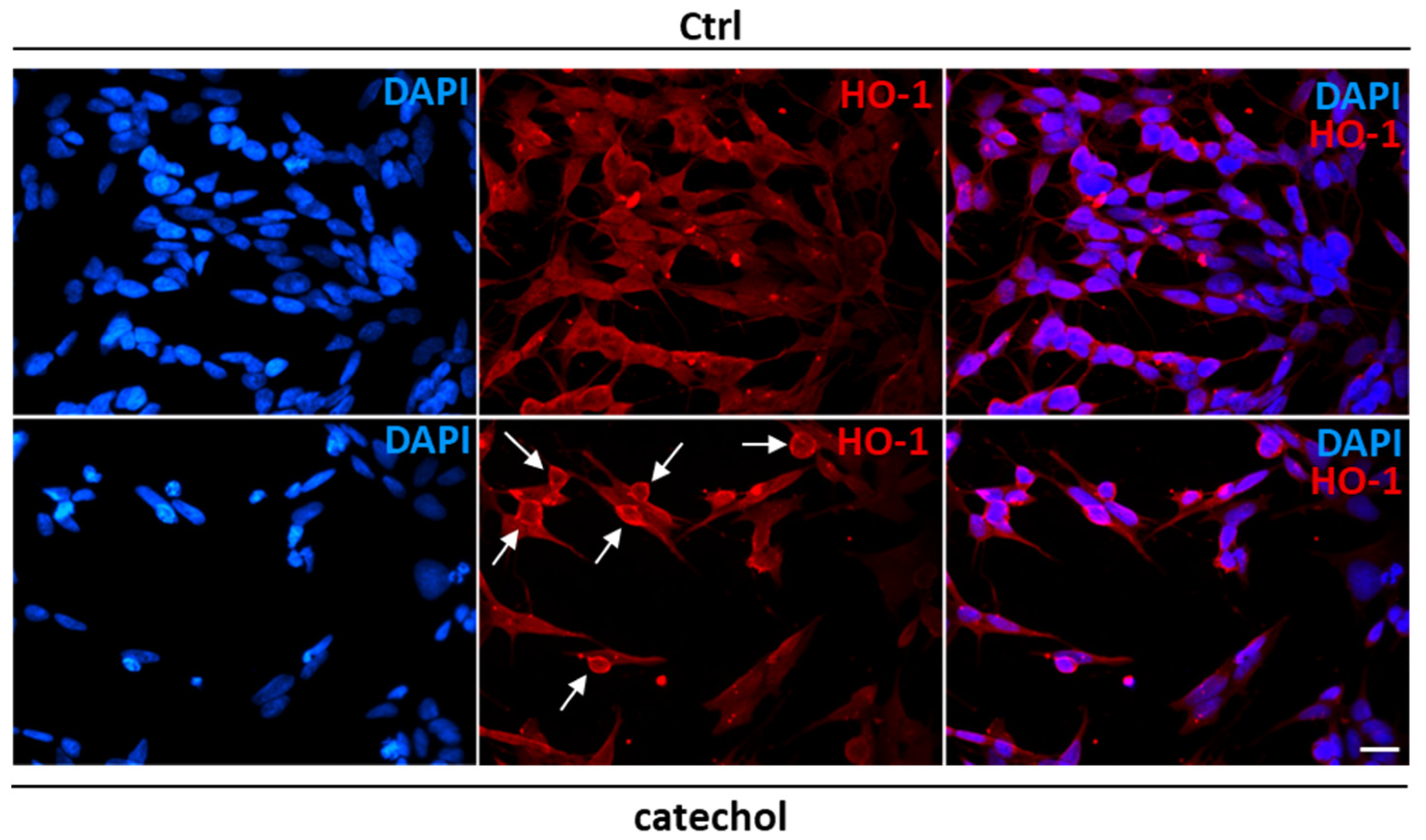 Life 14 00422 g003 Life 14 00422 g003