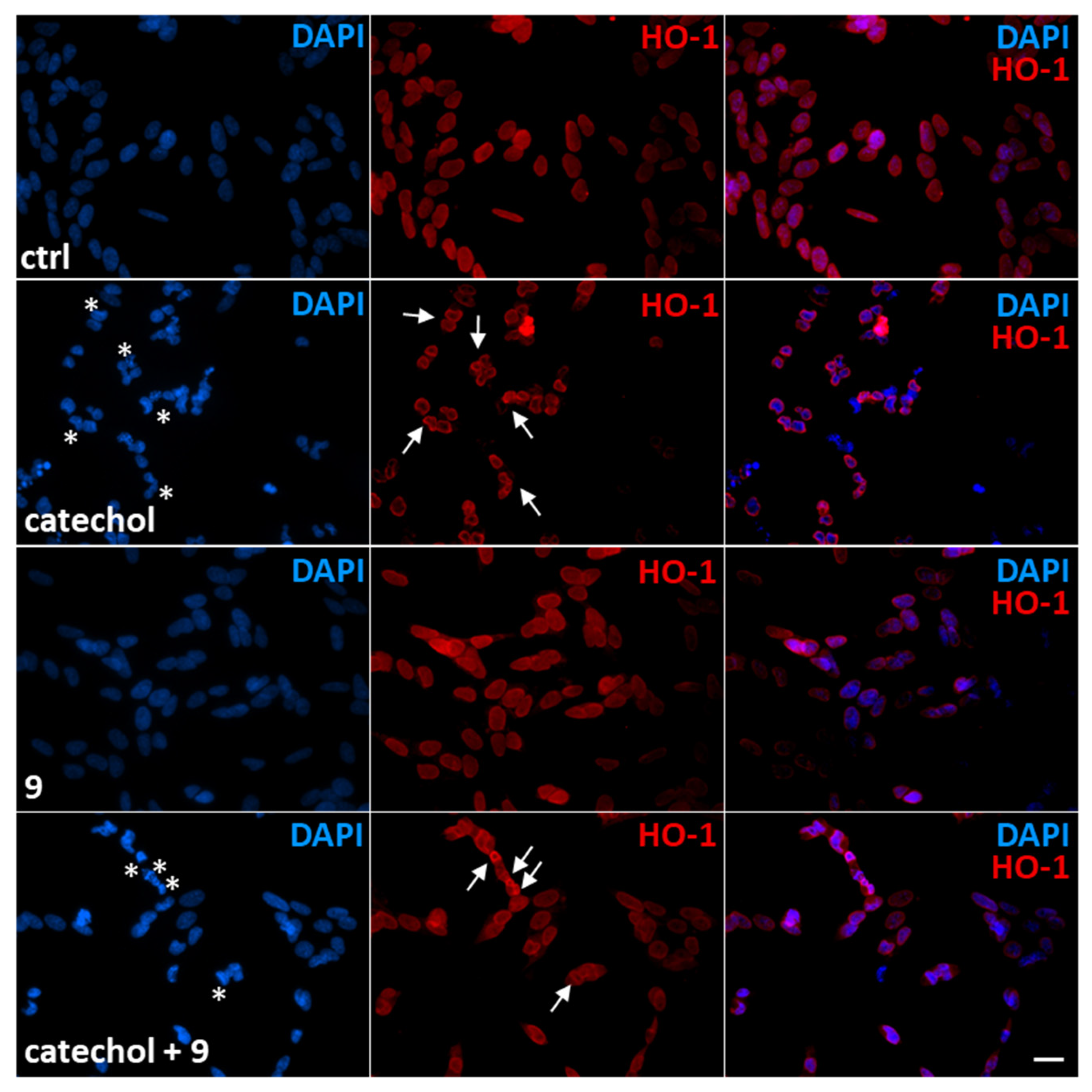 Life 14 00422 g006 Life 14 00422 g006