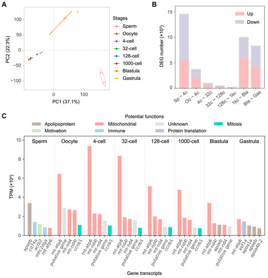 Unveiling Gene Expression Dynamics during Early Unveiling Gene Expression Dynamics during Early