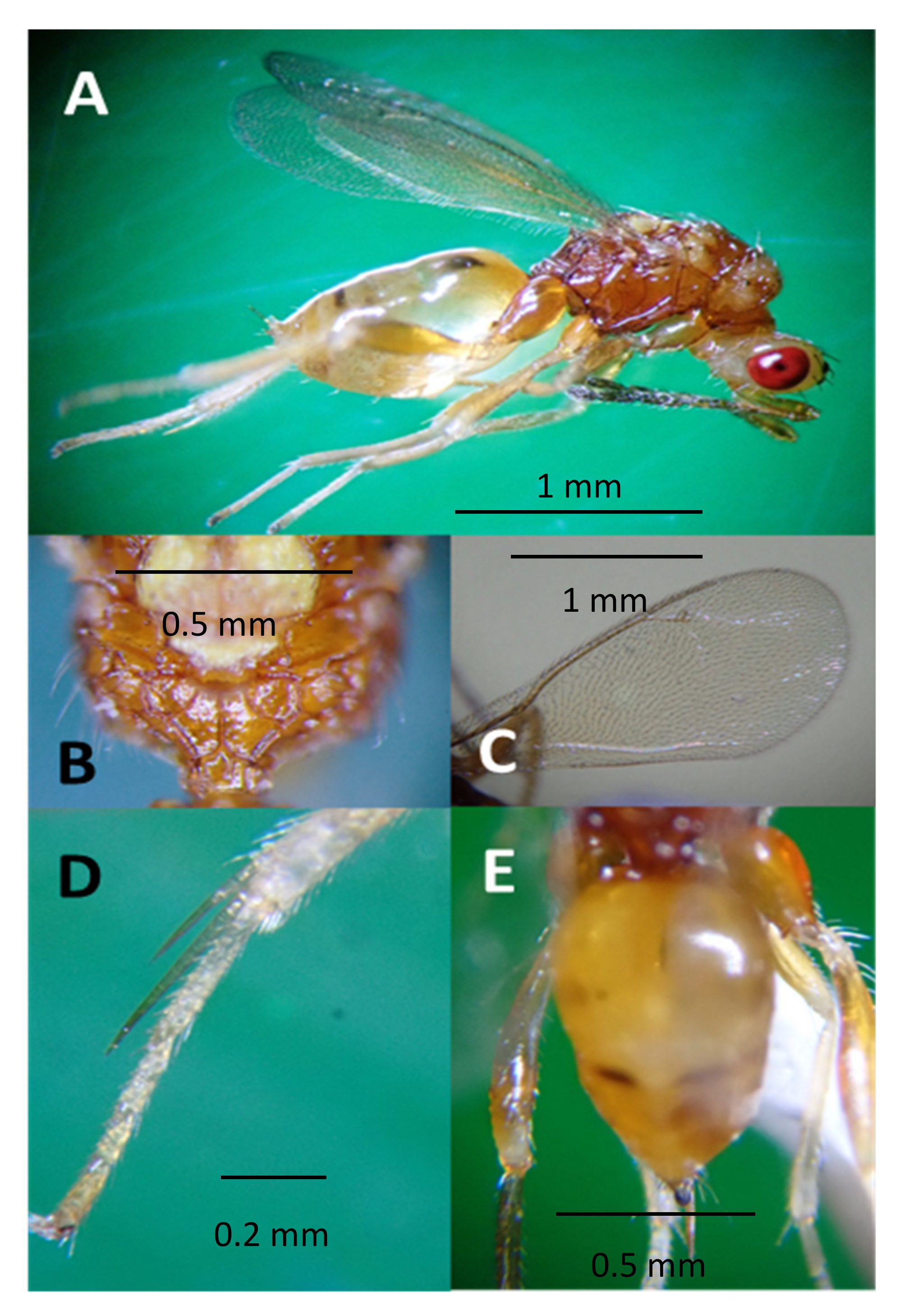 Life 14 00509 g002 Life 14 00509 g002