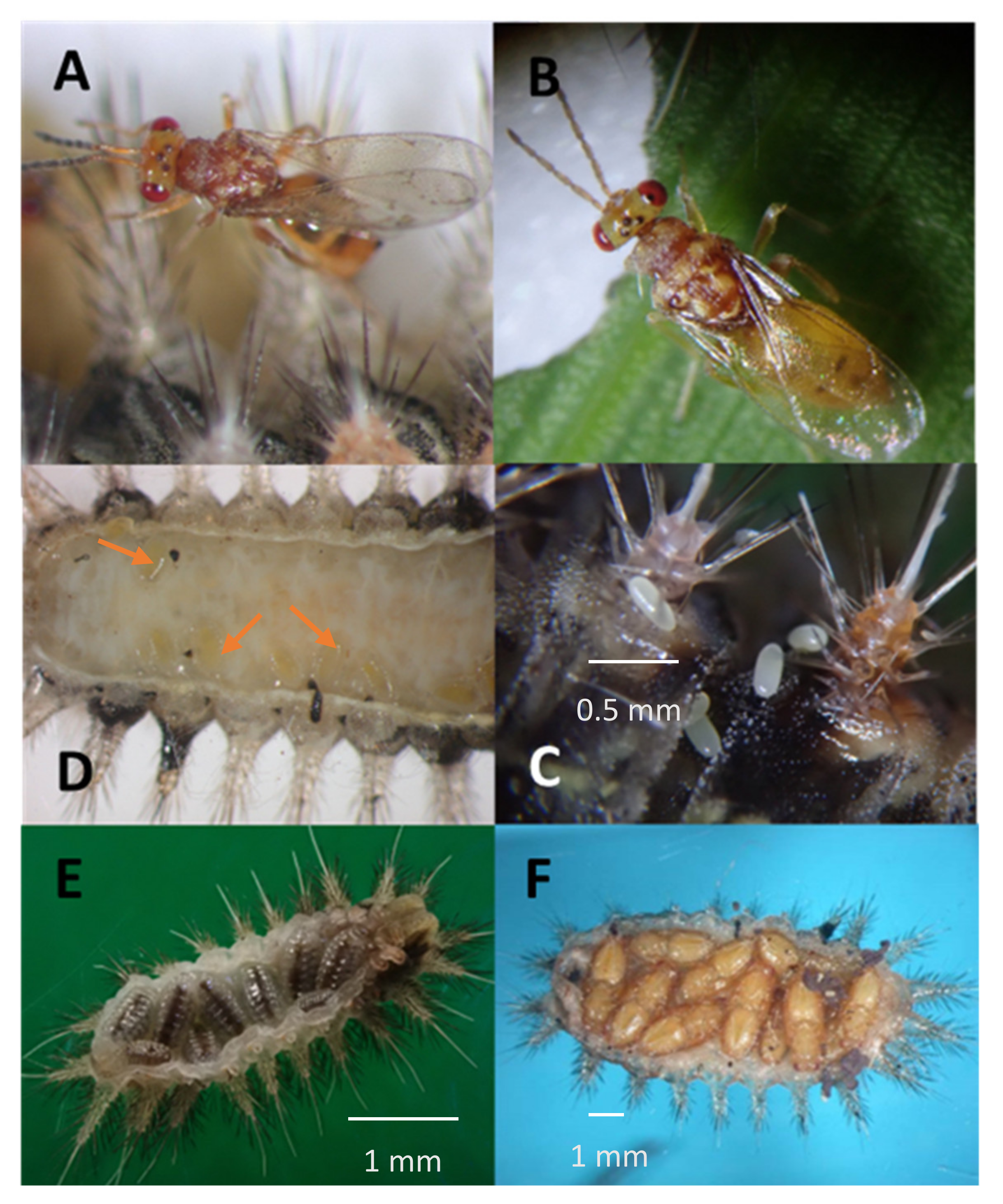 Life 14 00509 g005 Life 14 00509 g005