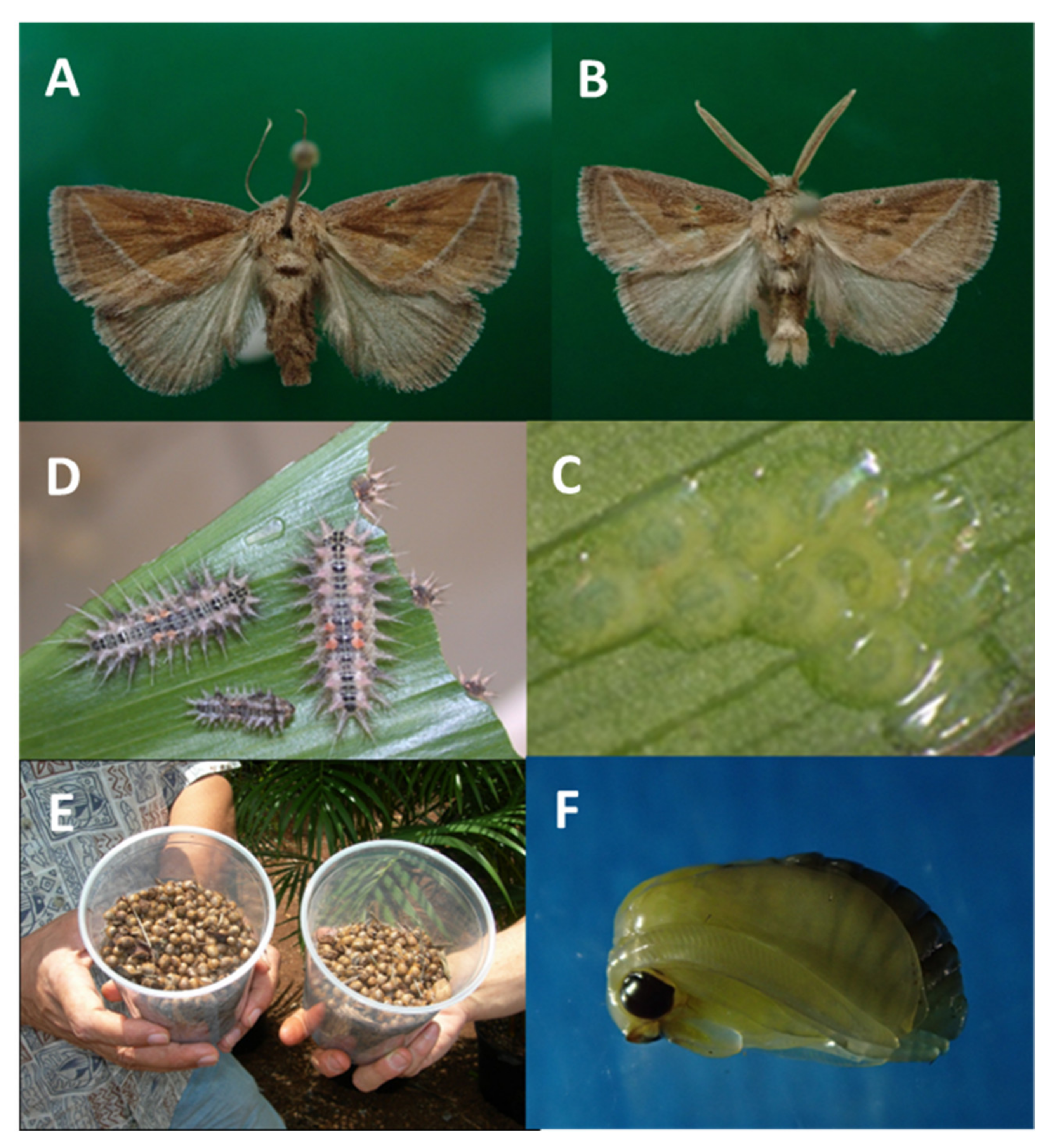 Life 14 00509 g008 Life 14 00509 g008