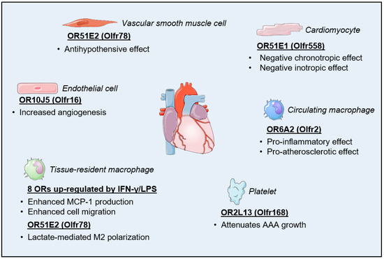 Role of Ectopic Olfactory Receptors in the Regulation of the 