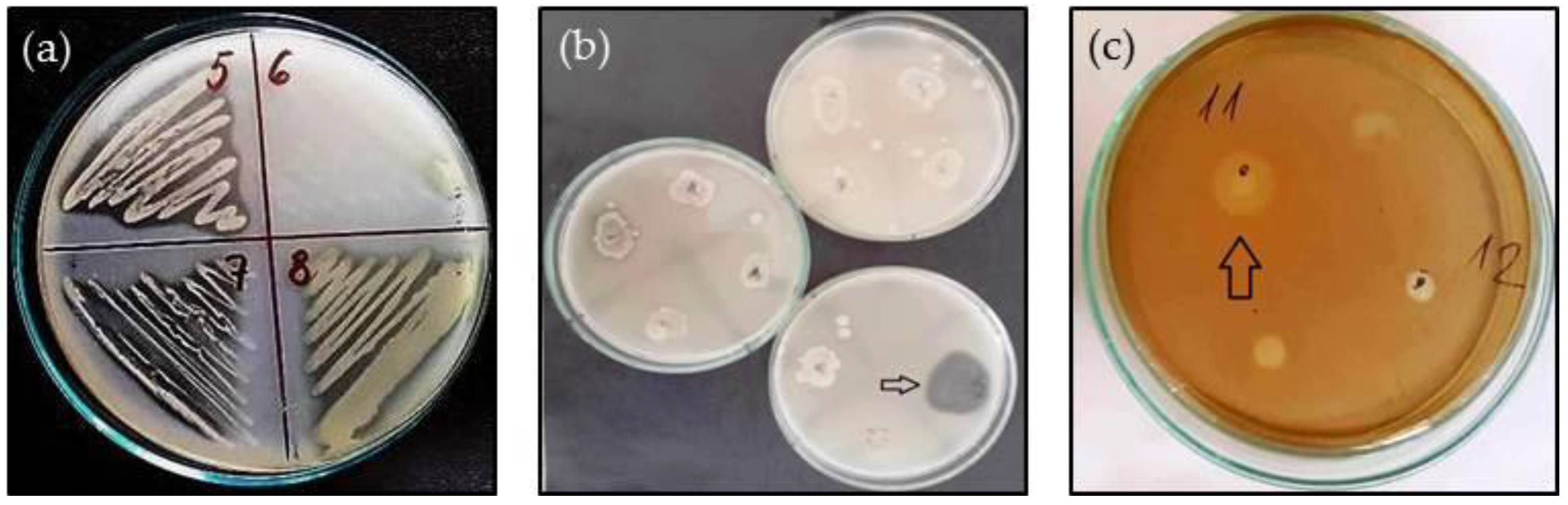 Life 14 00566 g001 Life 14 00566 g001