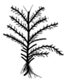 Life 14 00602 i006