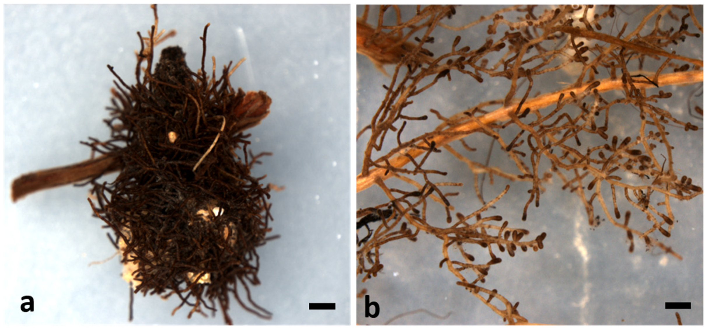 Life 14 00852 g005 Life 14 00852 g005