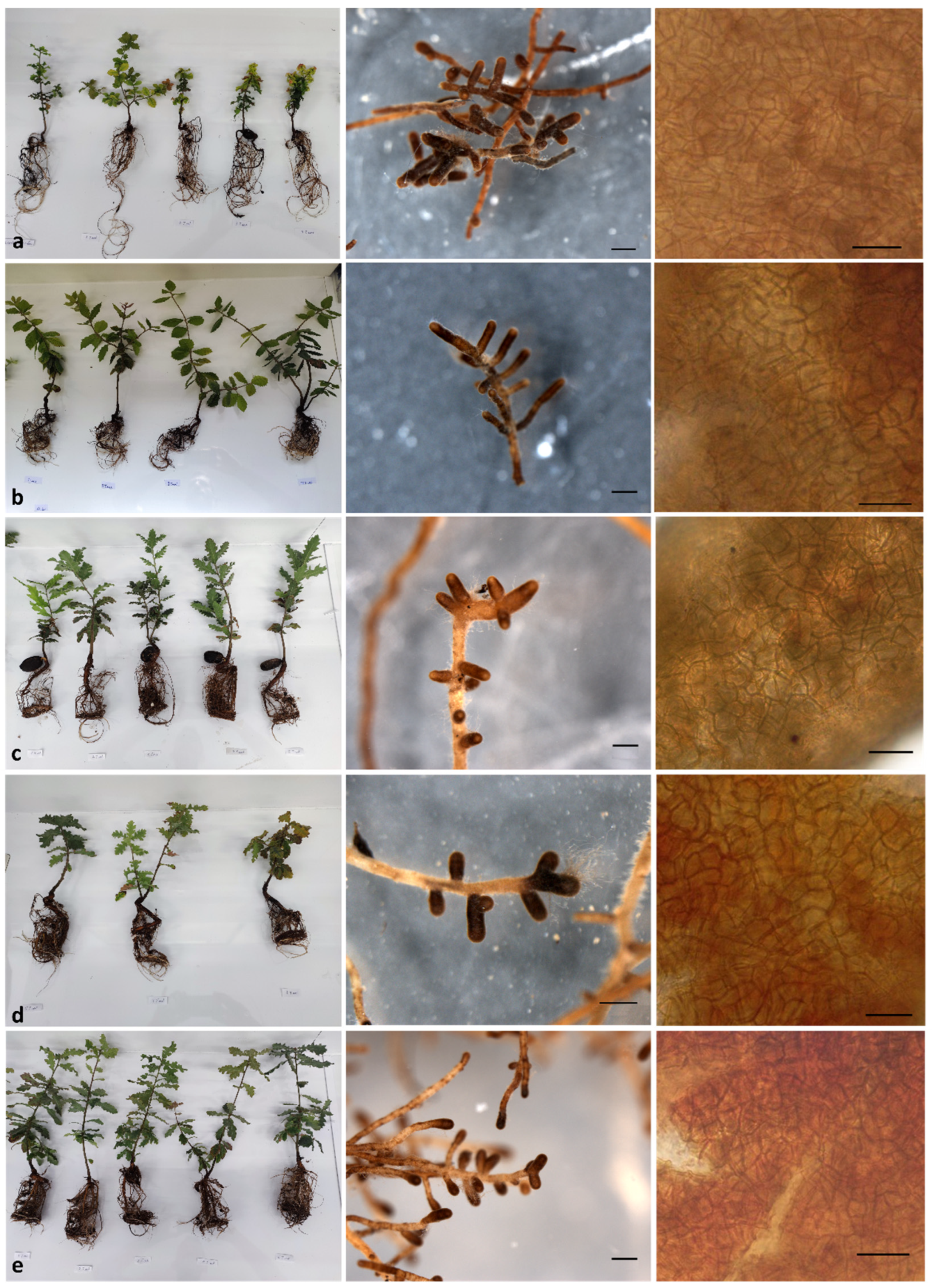 Life 14 00852 g006 Life 14 00852 g006