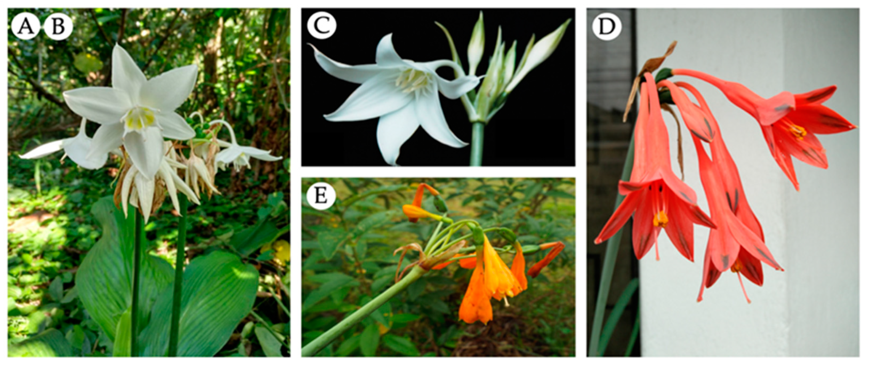 Life 14 00924 g002 Life 14 00924 g002