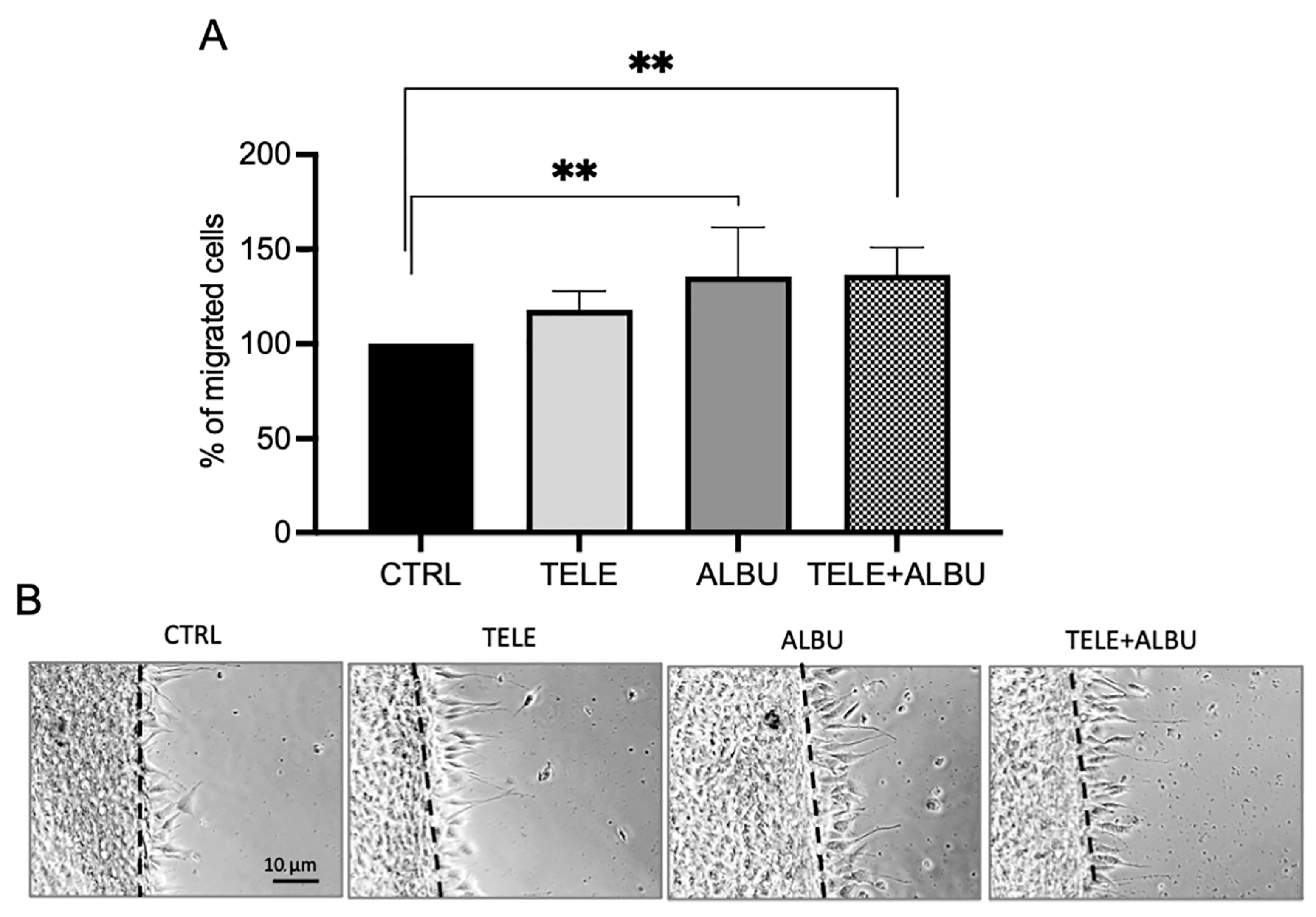 Wound Healing Potential of a Novel Sedum Species: S. album Murales