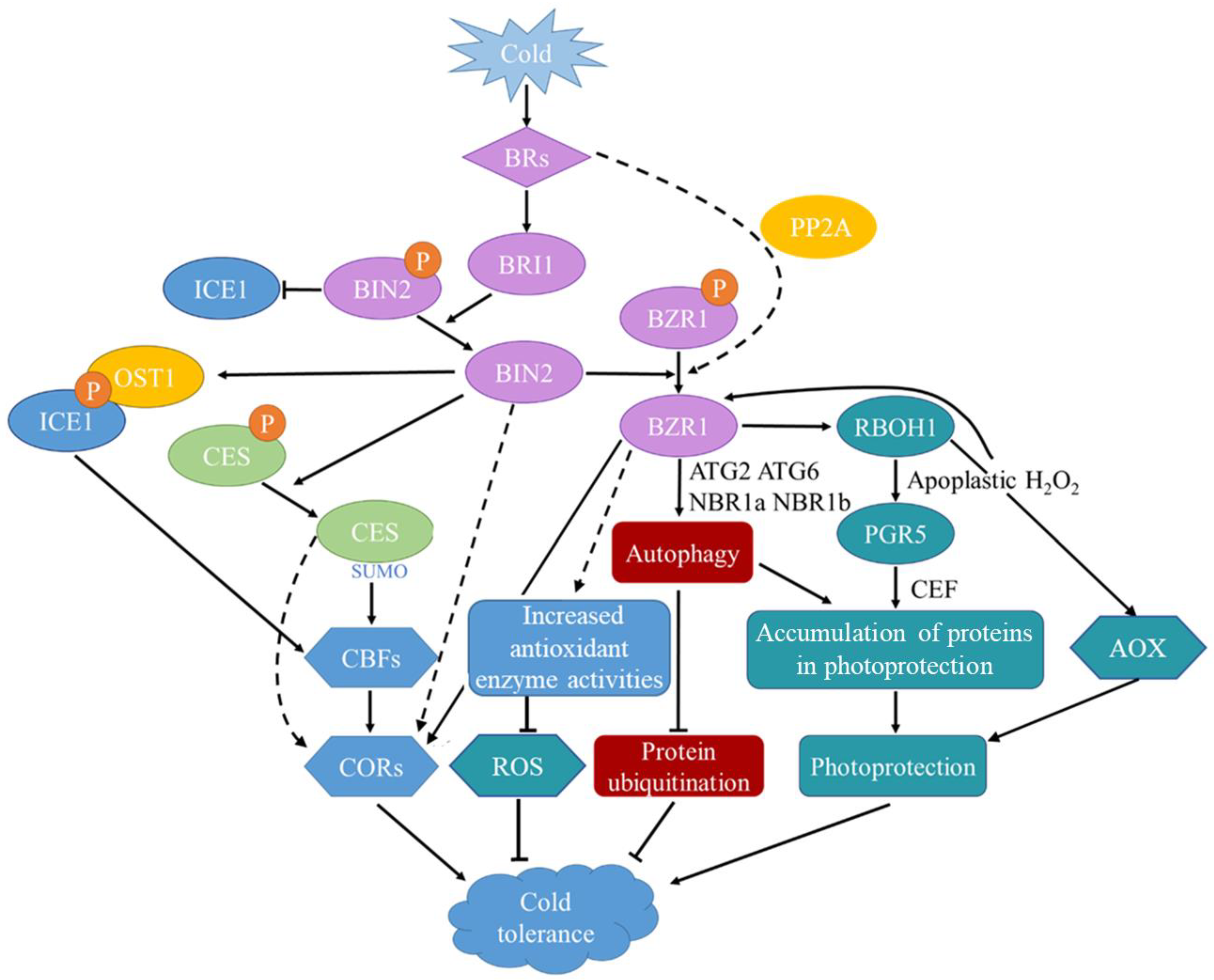 Life 14 01015 g002 Life 14 01015 g002