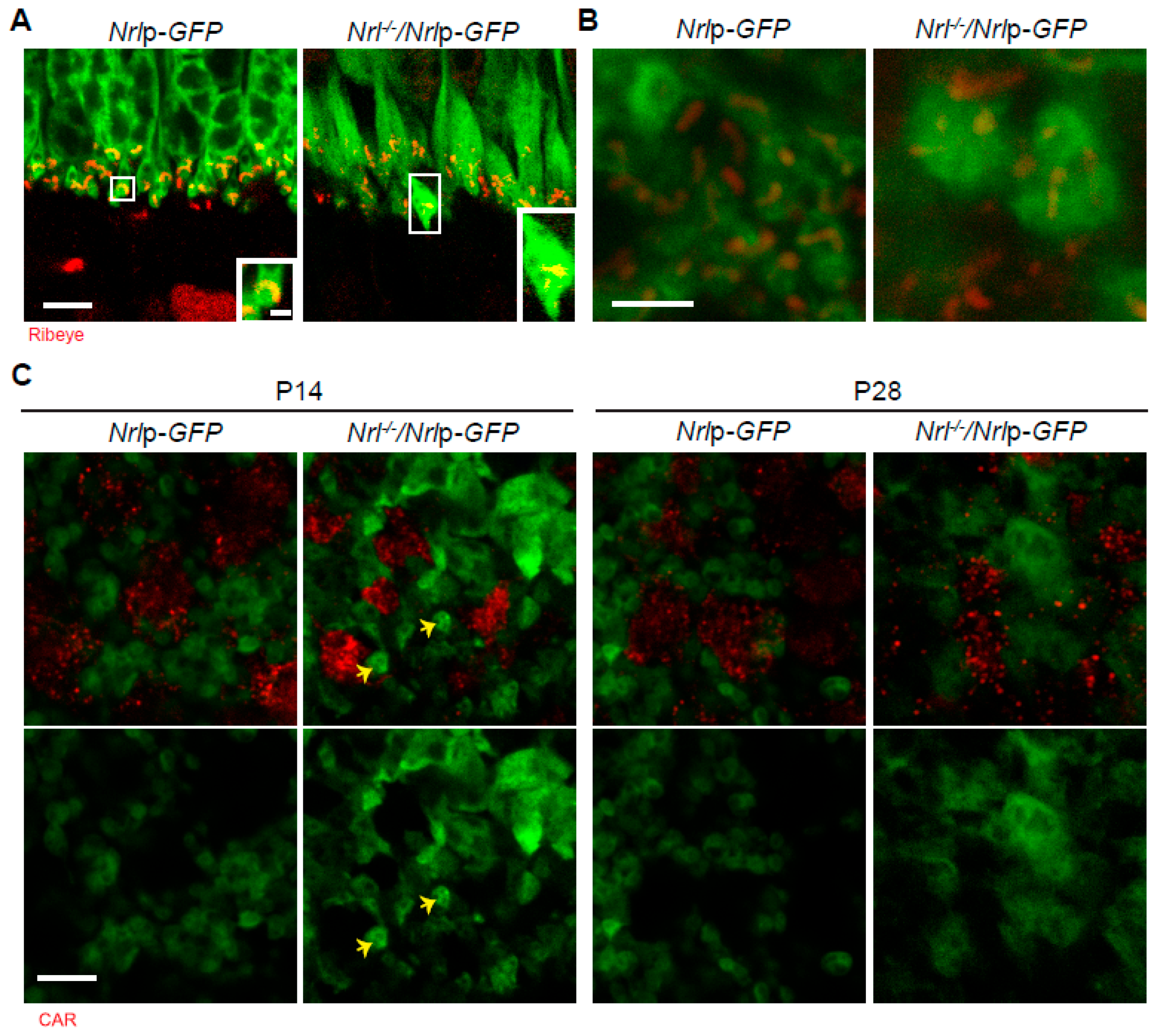 Life 14 01103 g003 Life 14 01103 g003