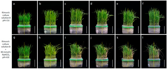 Detection of Quantitative Trait Loci Associated with Alkaline Tolerance ...