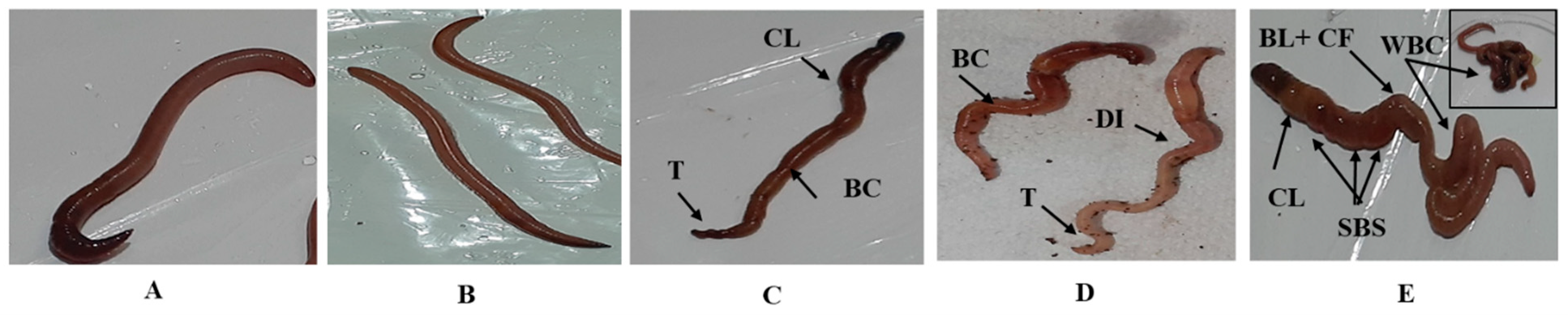 Life 14 01209 g003 Life 14 01209 g003