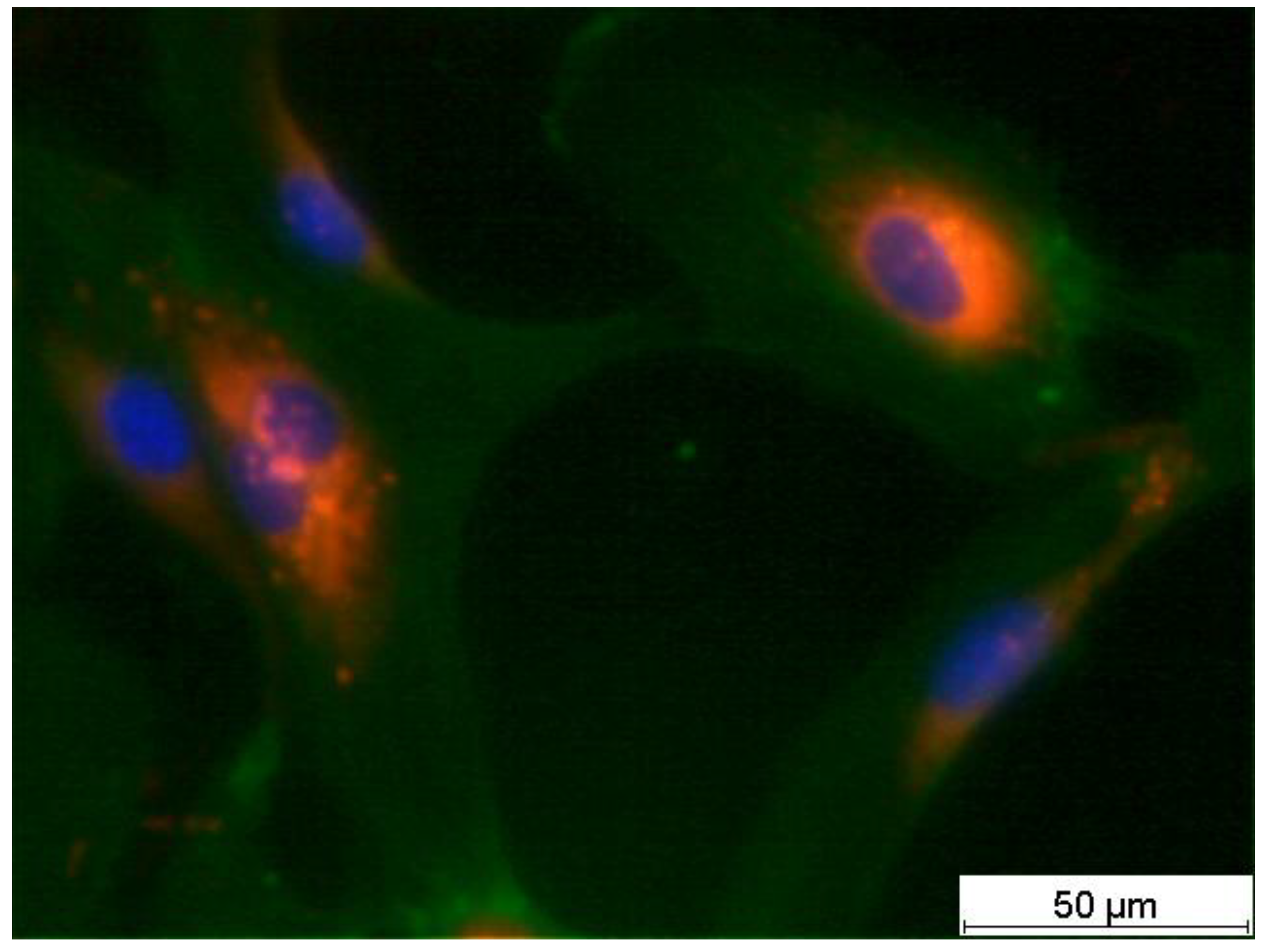 Life 14 01253 g011 Life 14 01253 g011