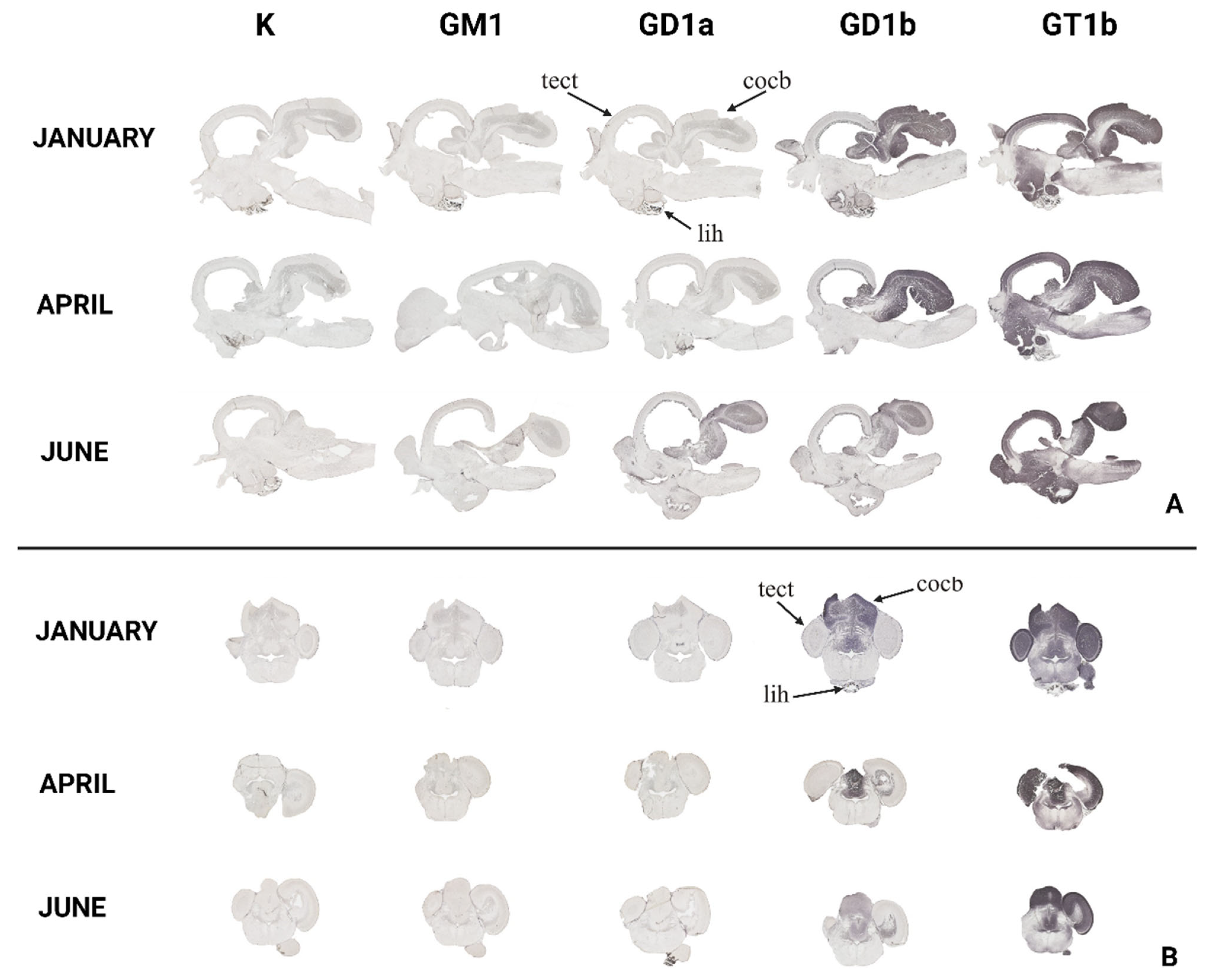 Life 14 01273 g003 Life 14 01273 g003