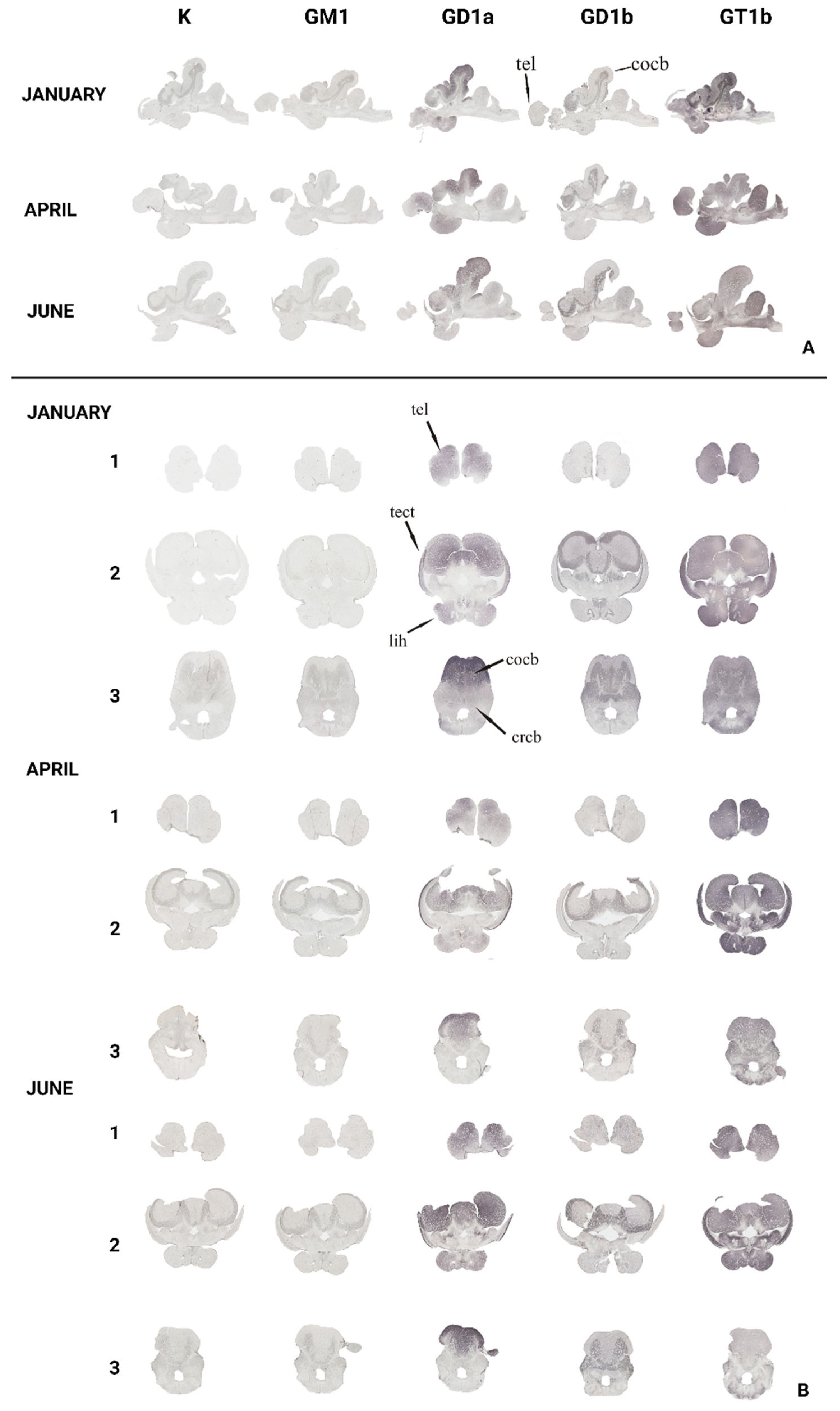 Life 14 01273 g004 Life 14 01273 g004