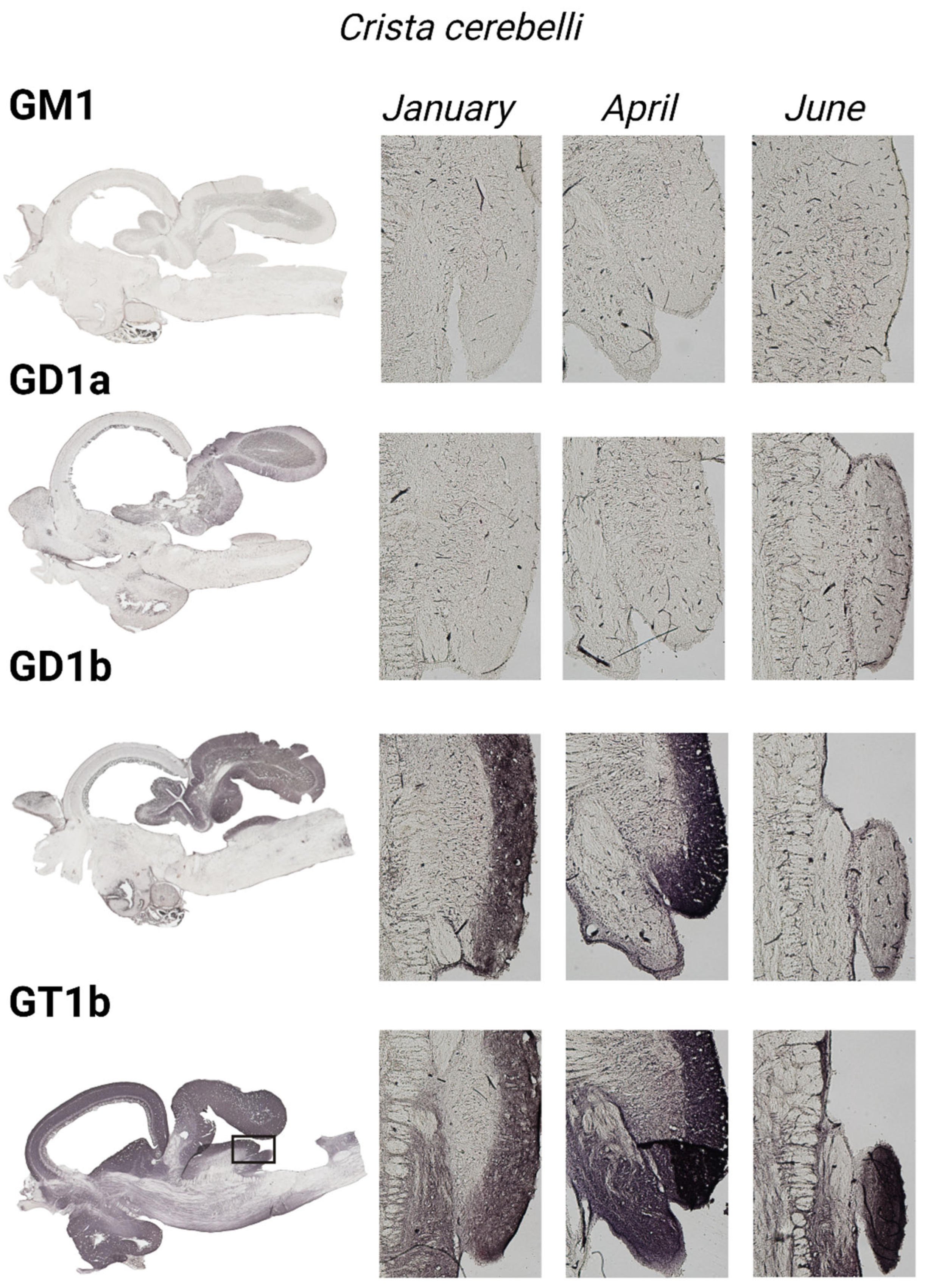 Life 14 01273 g009 Life 14 01273 g009