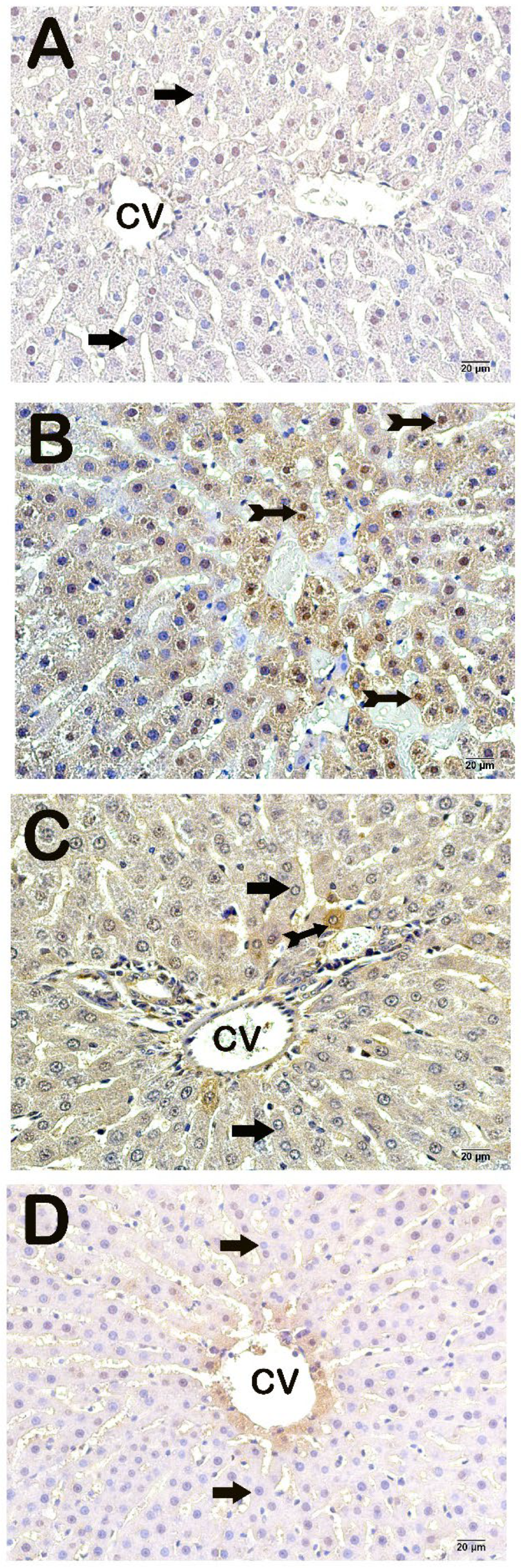 Life 14 01283 g002 Life 14 01283 g002