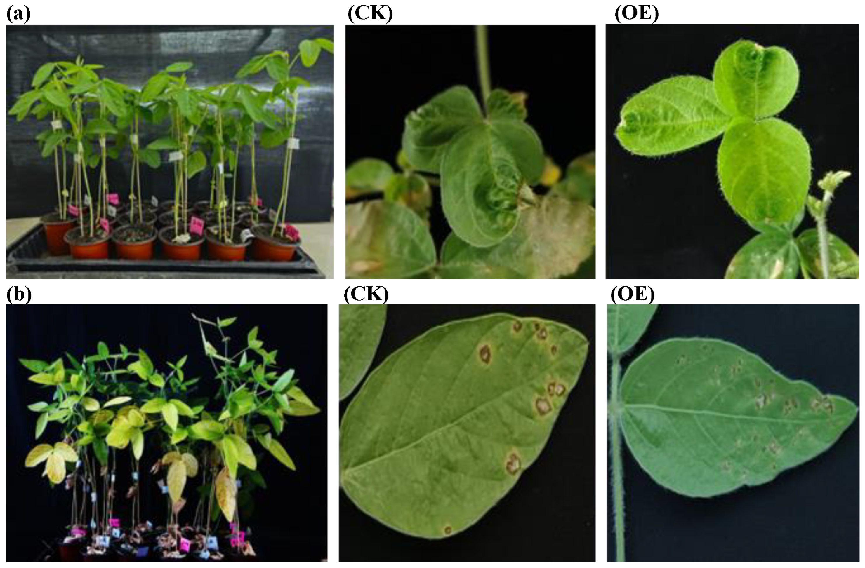 Life 14 01436 g008 Life 14 01436 g008