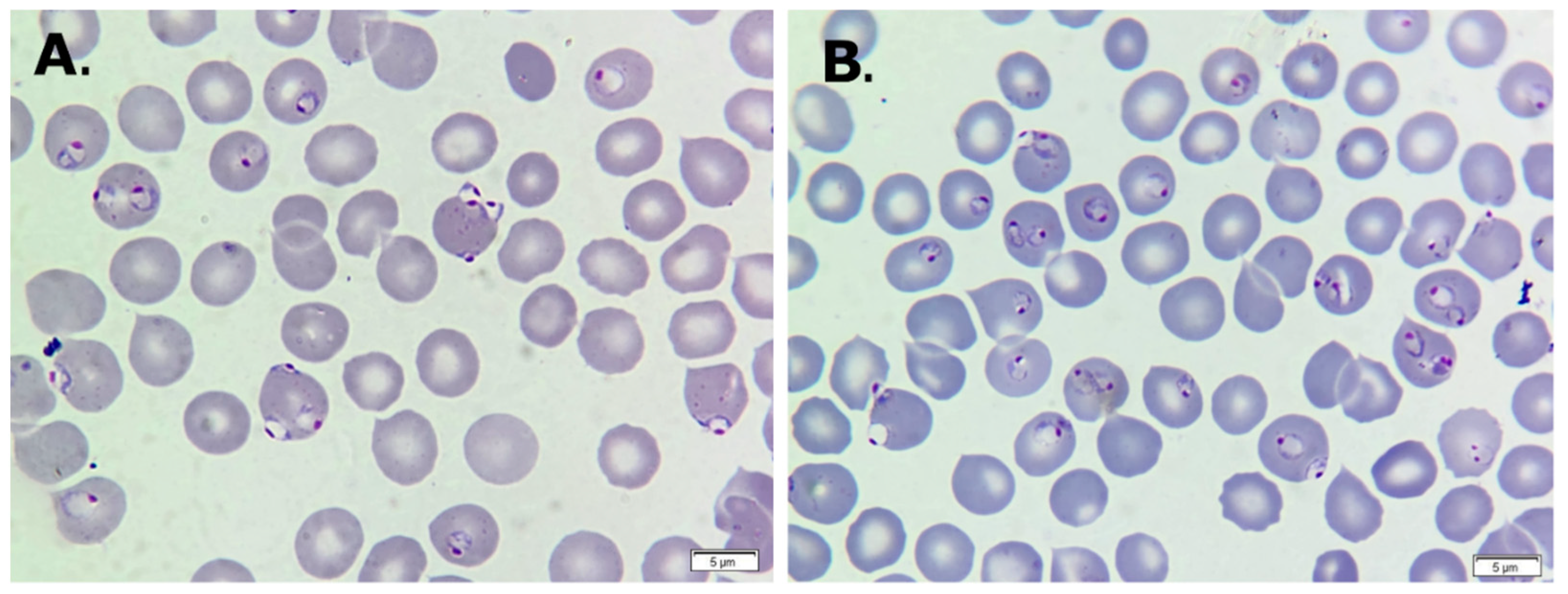 Life 14 01454 g001 Life 14 01454 g001