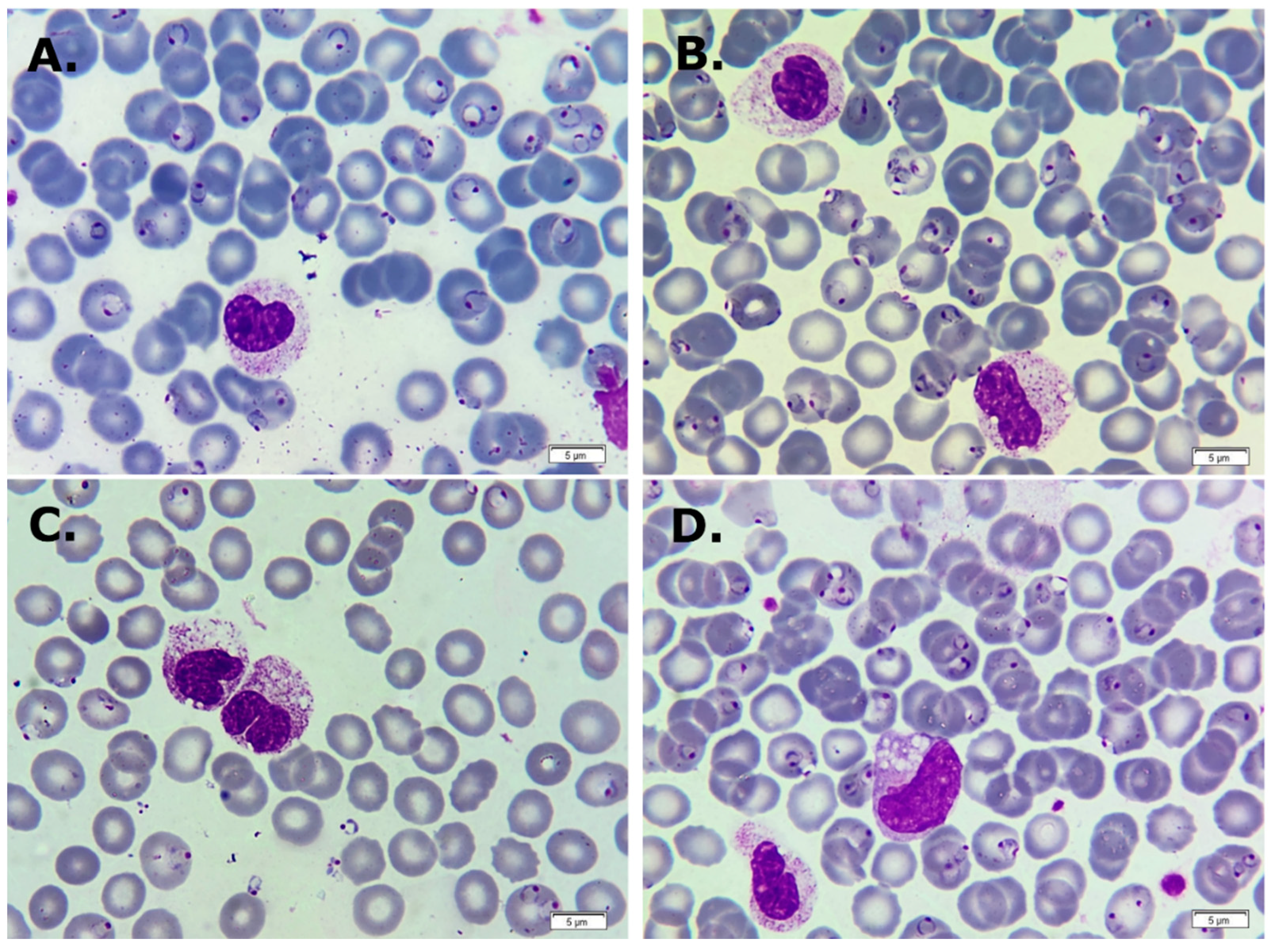 Life 14 01454 g002 Life 14 01454 g002